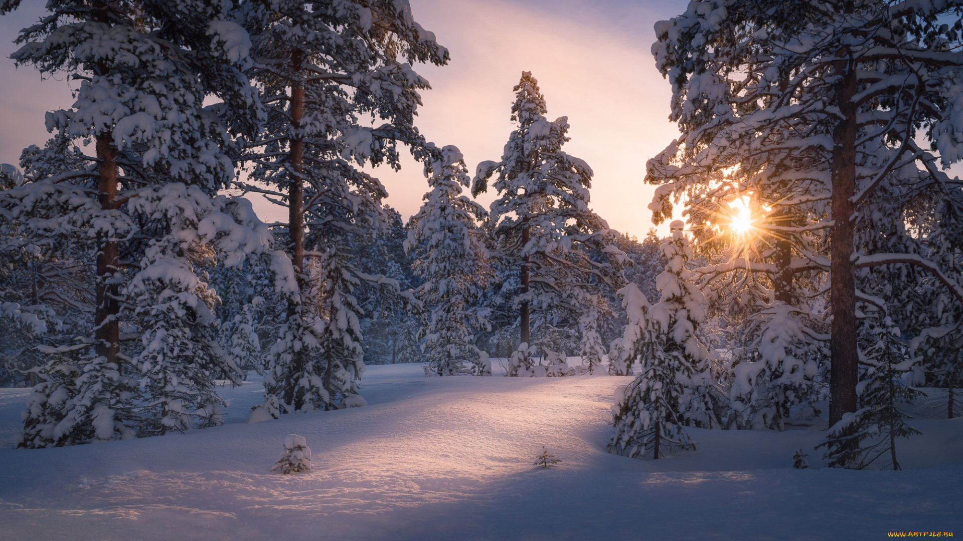 природа, зима, солнце, свет, снег, деревья, лес