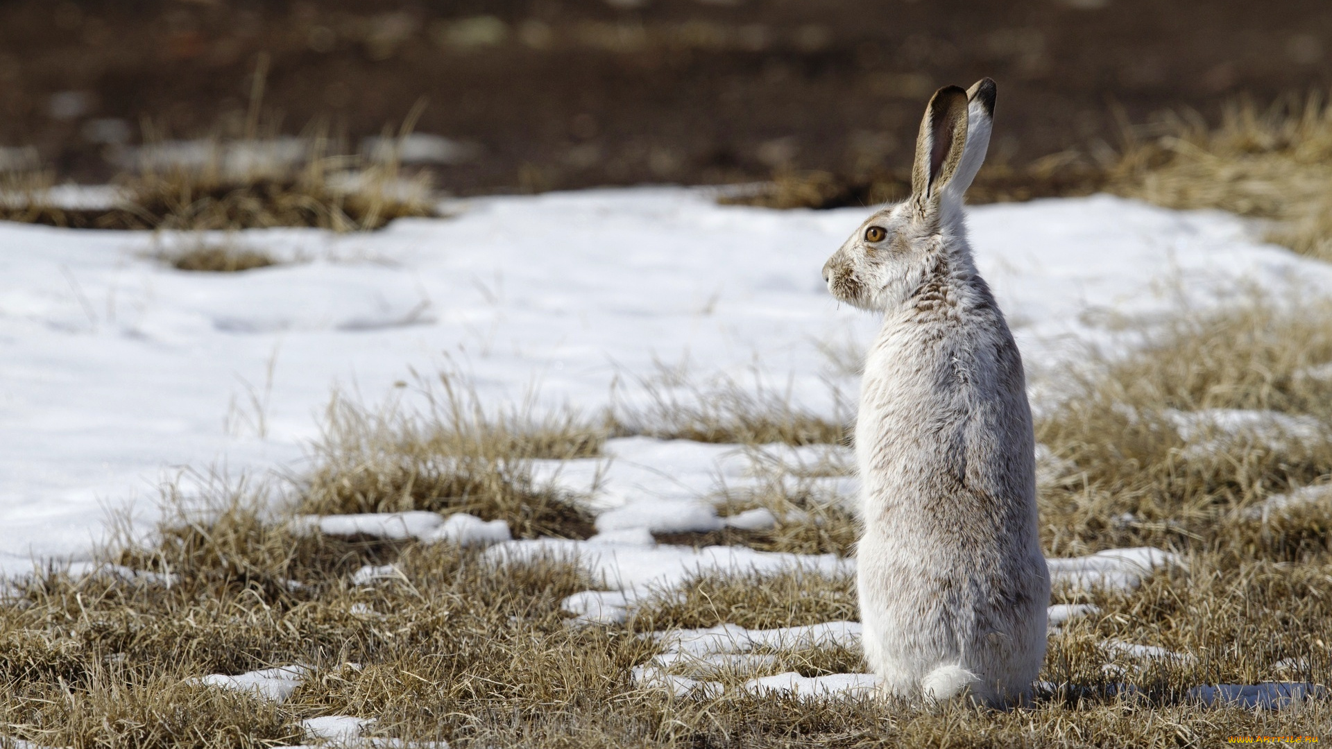 животные, кролики, , зайцы, заяц, снег, трава, поляна, проталины