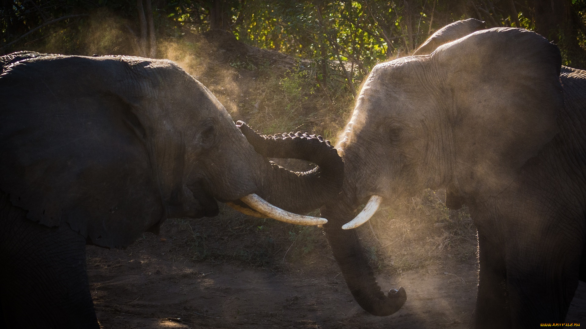 животные, слоны, двое, бивни, борьба, пыль