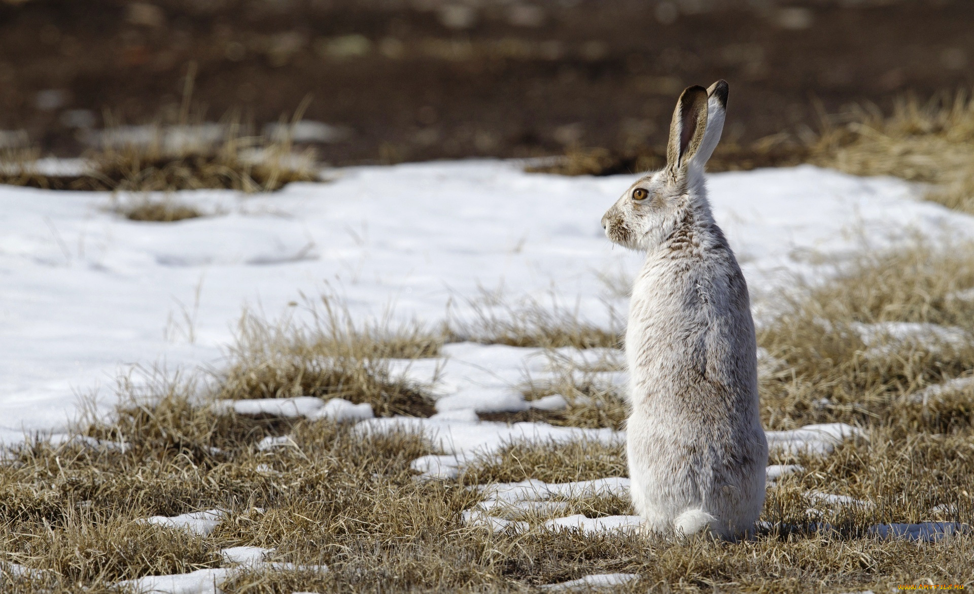 животные, кролики, , зайцы, заяц, снег, трава, поляна, проталины
