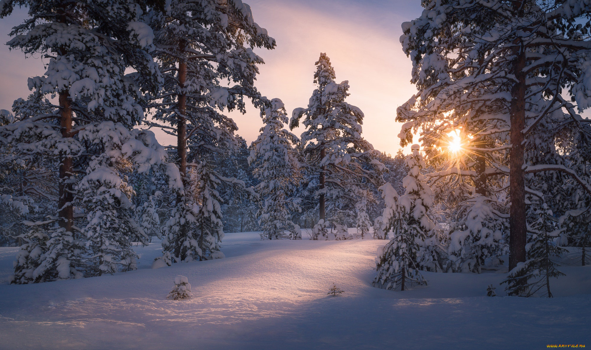 природа, зима, солнце, свет, снег, деревья, лес
