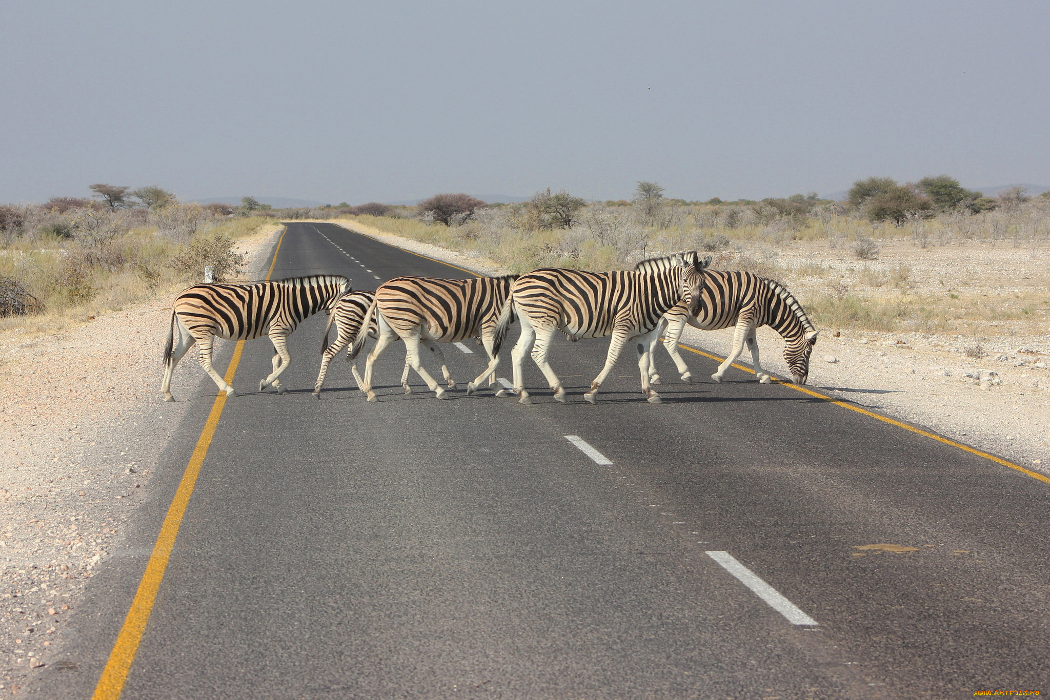 животные, зебры, дорога, африка, зебра, пейзаж