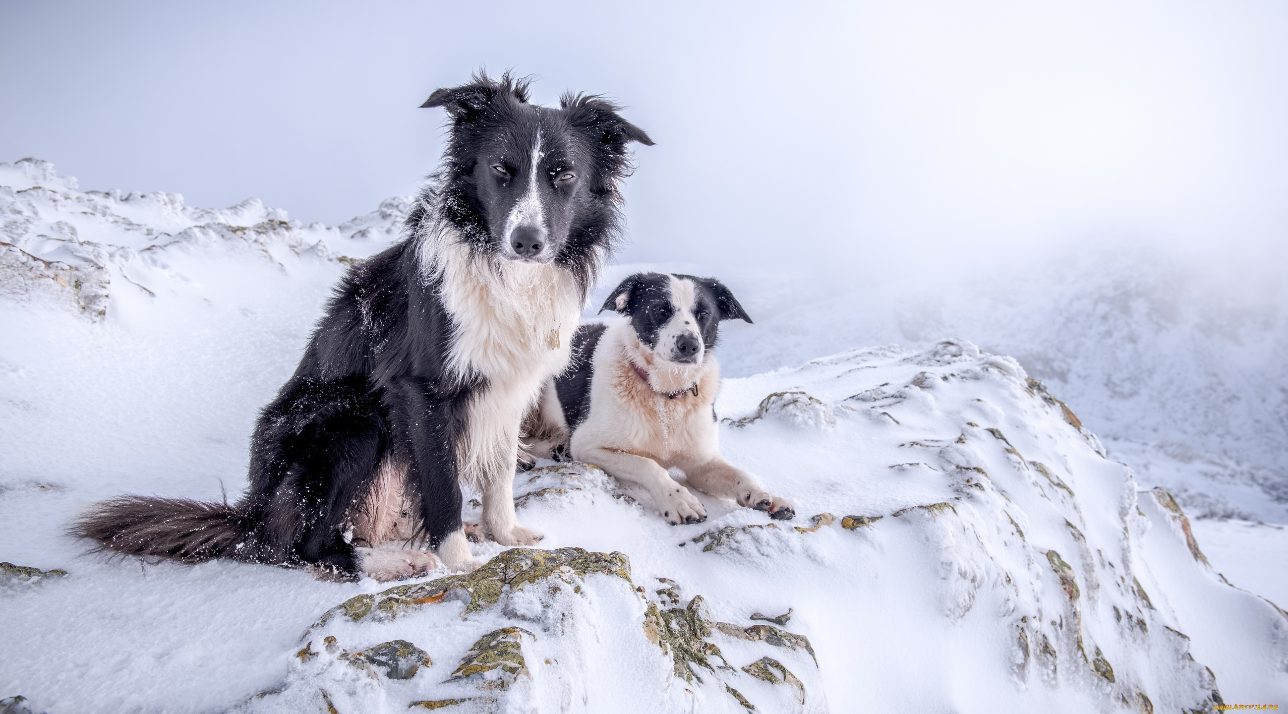 животные, собаки, снег