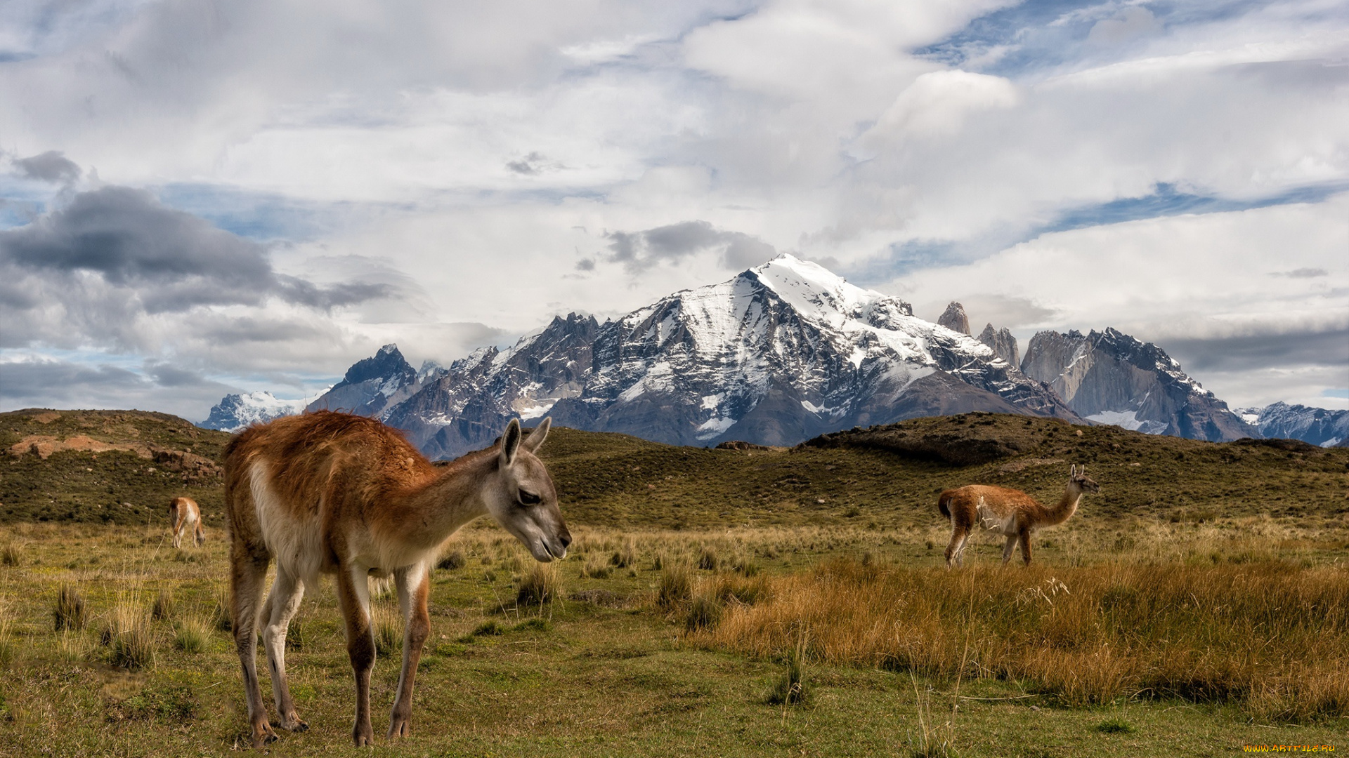 животные, ламы, torres, del, paine, chile