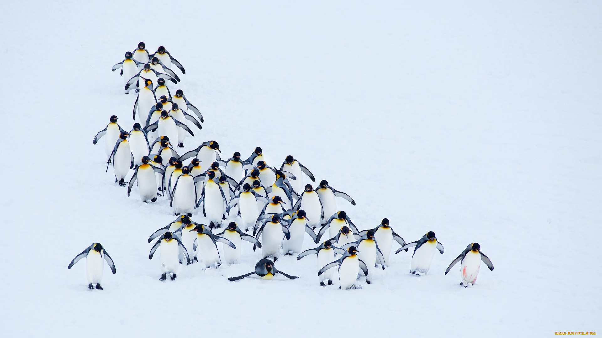 животные, пингвины, природа, снег