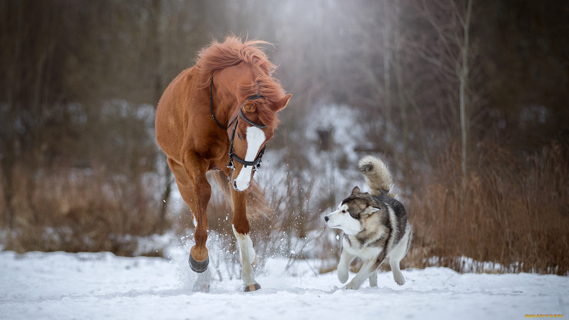 животные, разные, вместе, лошадь, хаски, собака, бег, снег