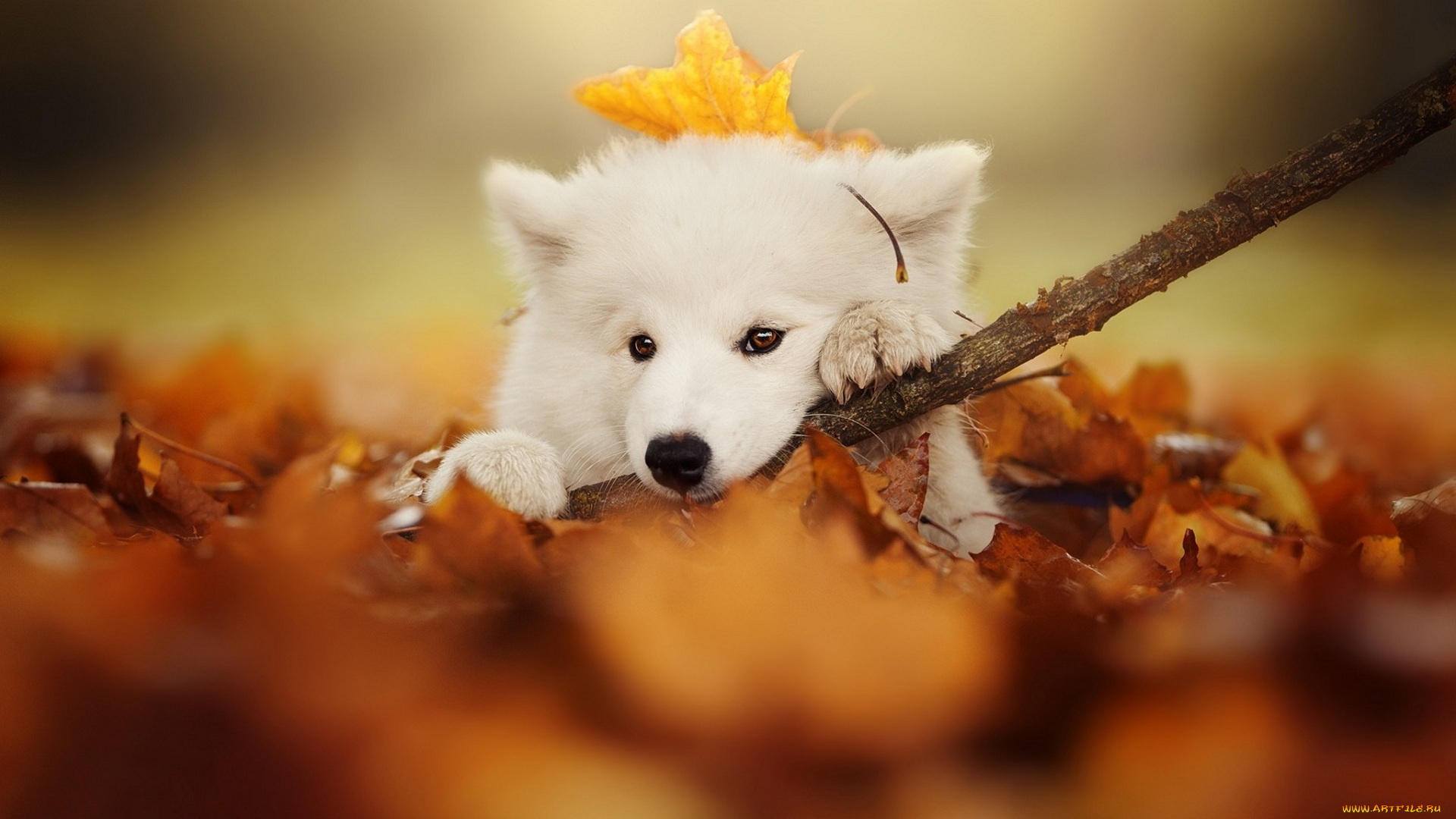 животные, собаки, белая, палка, листья, осень, собака