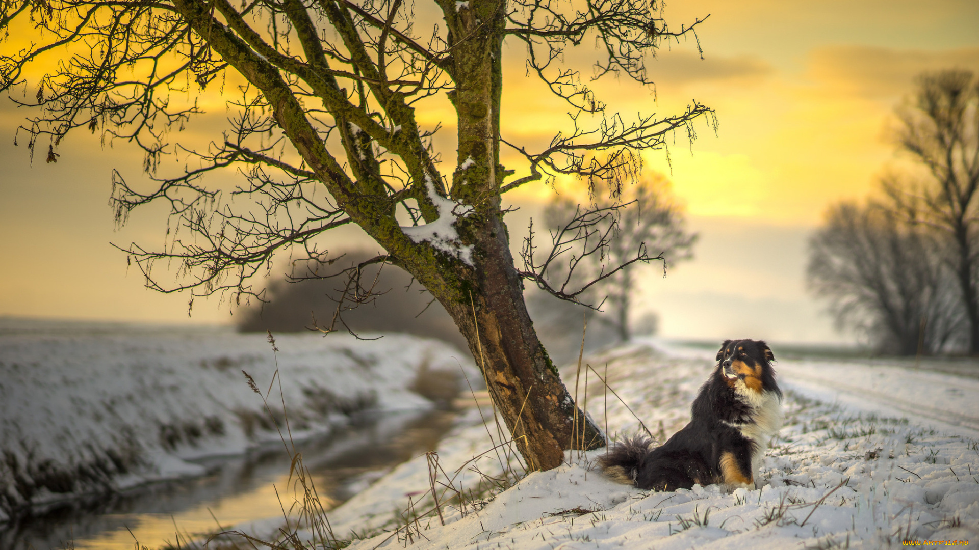 животные, собаки, winter, road, sunlight, canine, australian, shepherd, sunset, tree, sun, dog, river, snow