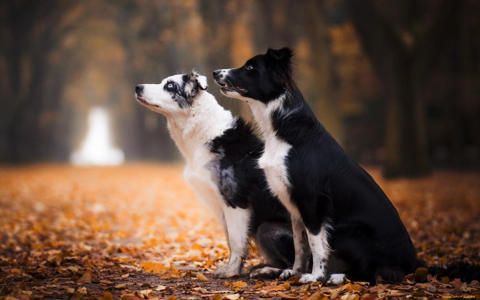животные, собаки, осень, листья, деревья, аллея
