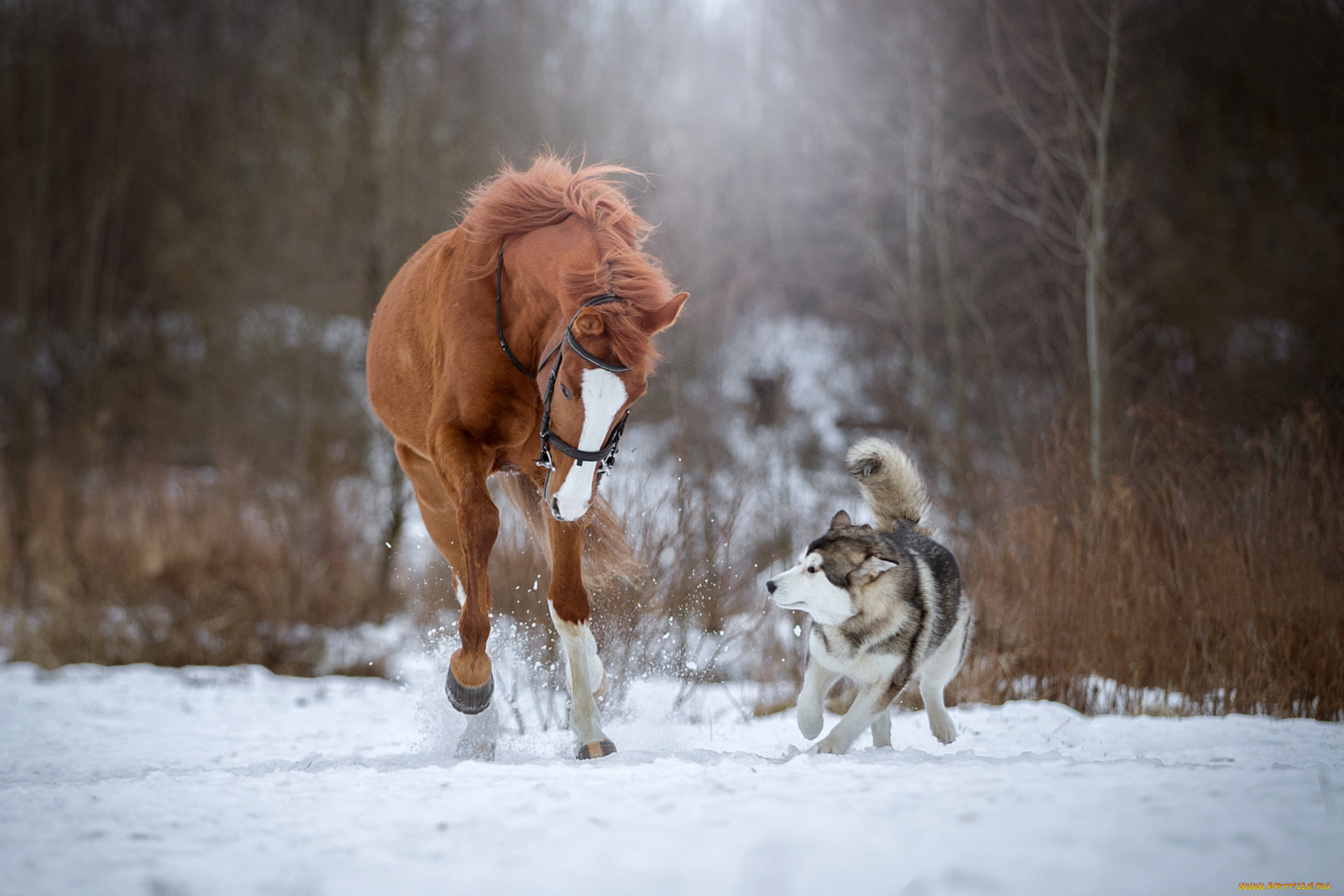 животные, разные, вместе, лошадь, хаски, собака, бег, снег