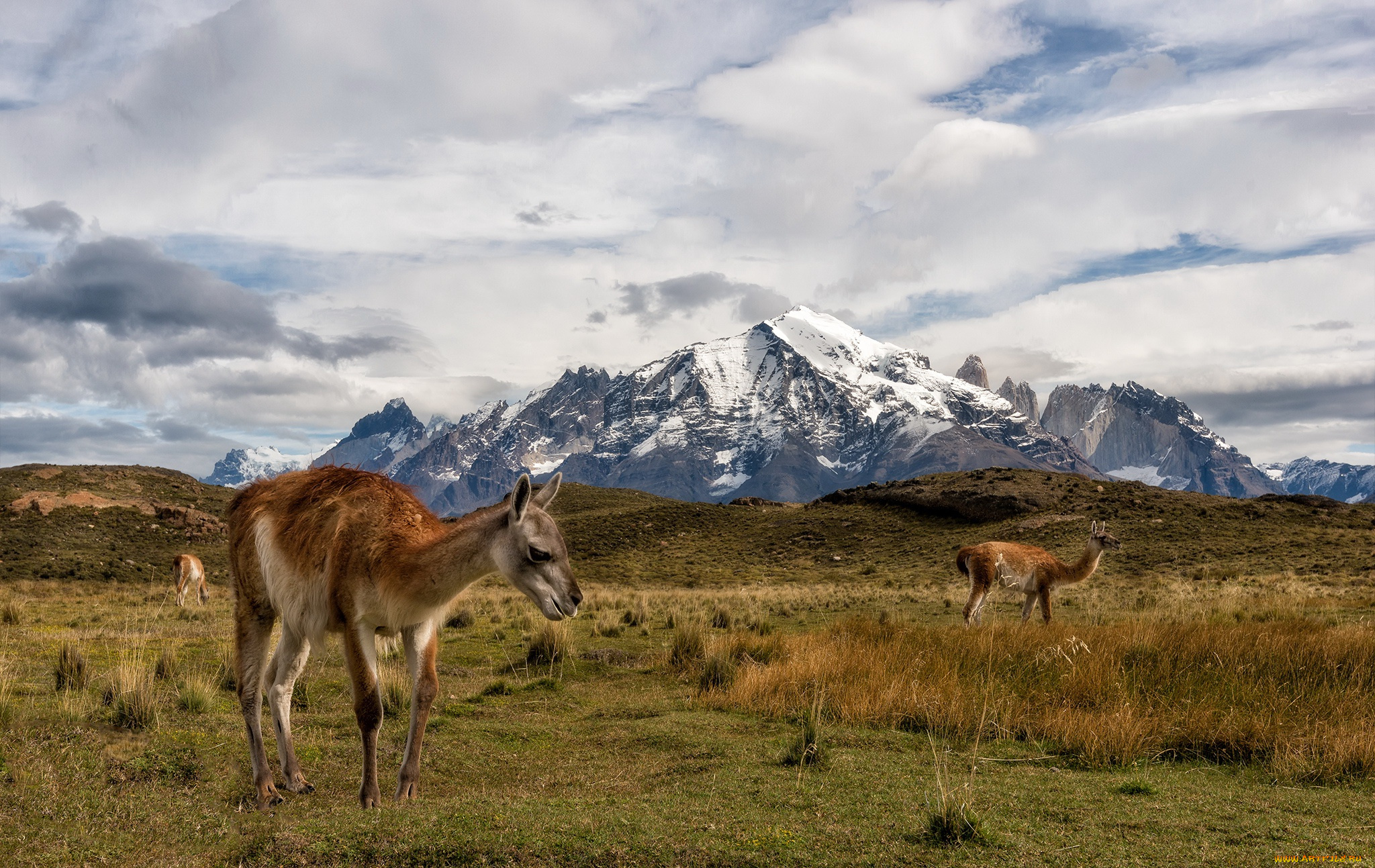 животные, ламы, torres, del, paine, chile