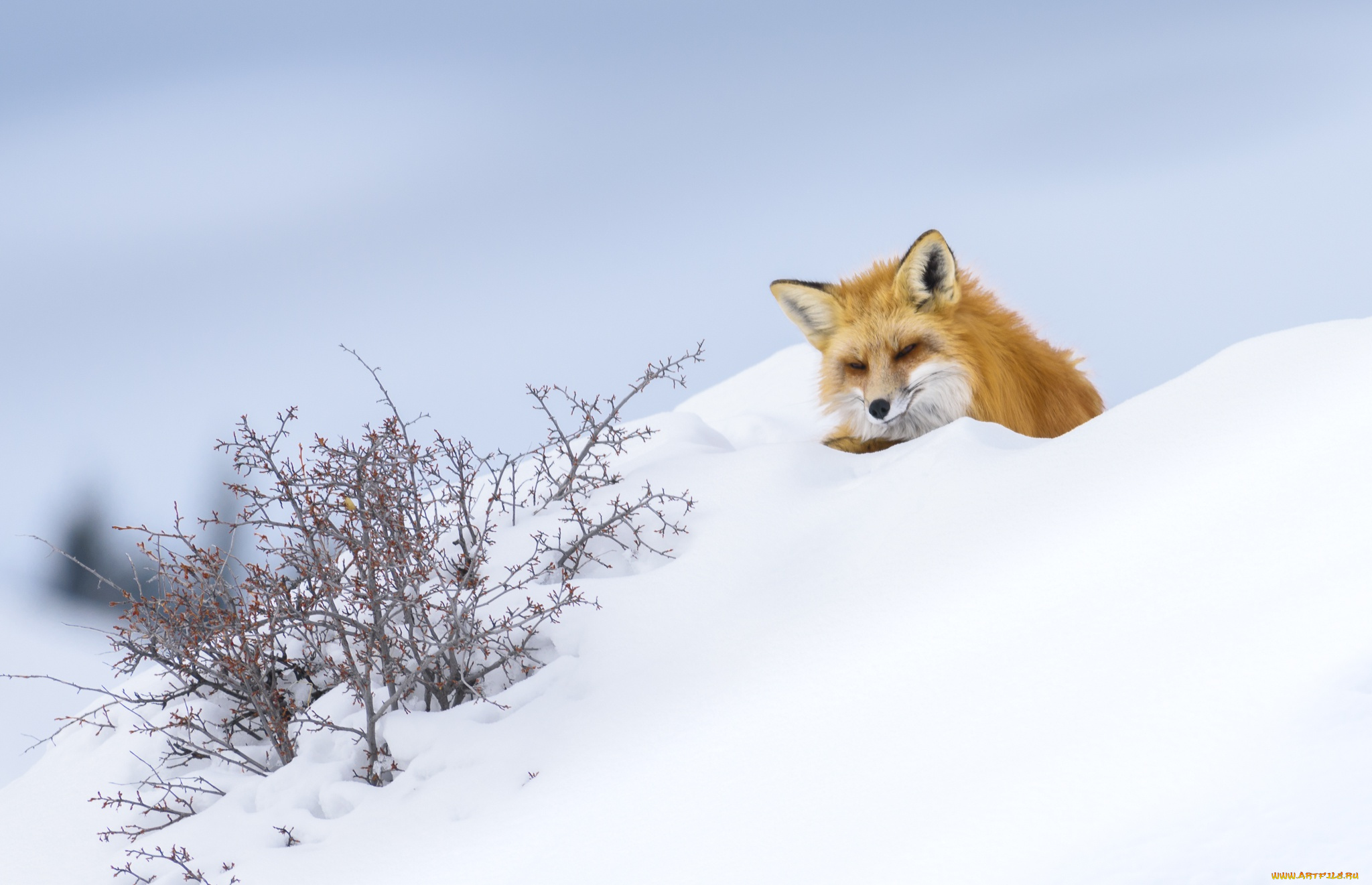 животные, лисы, лиса, снег, зима