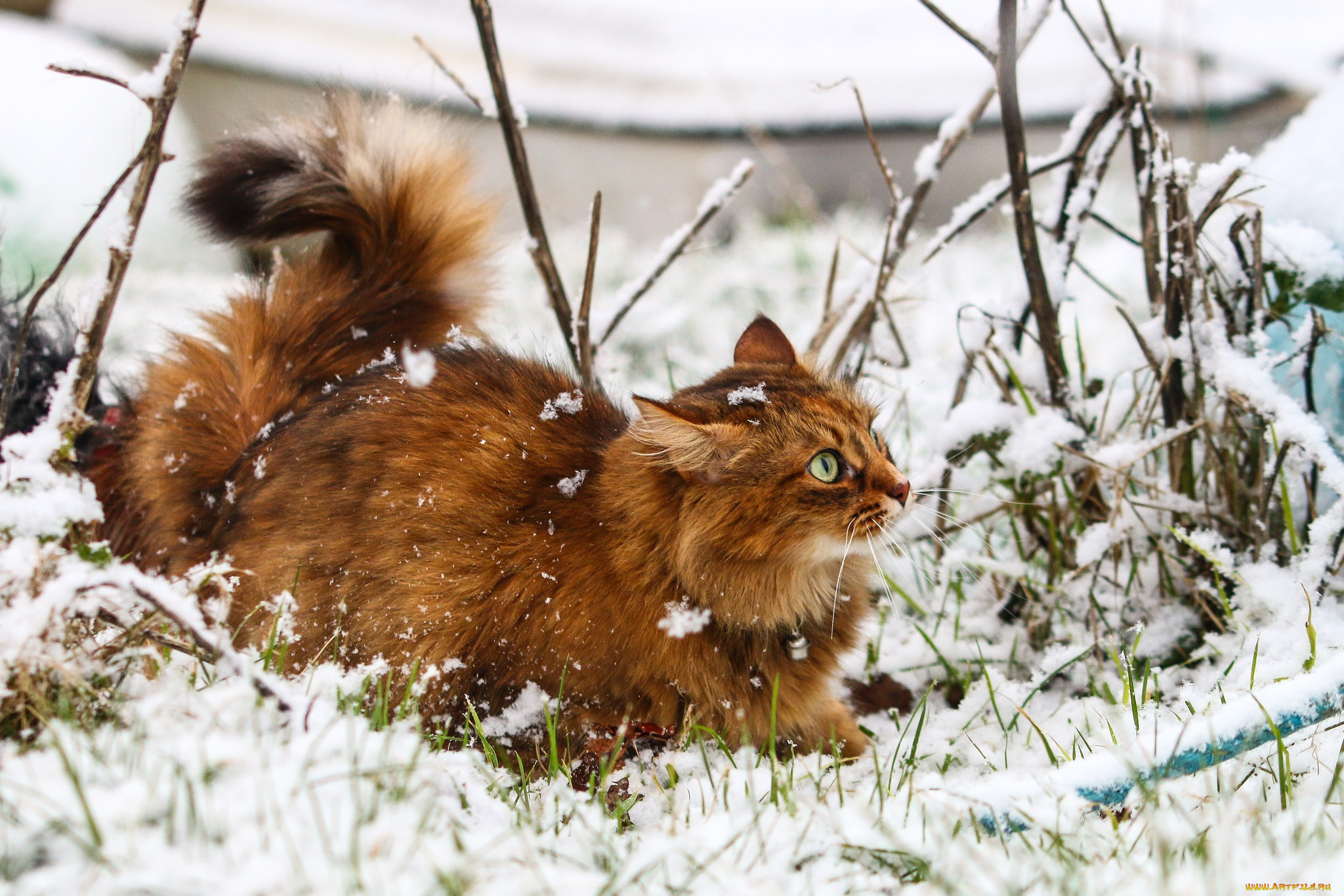 кот, животные, коты