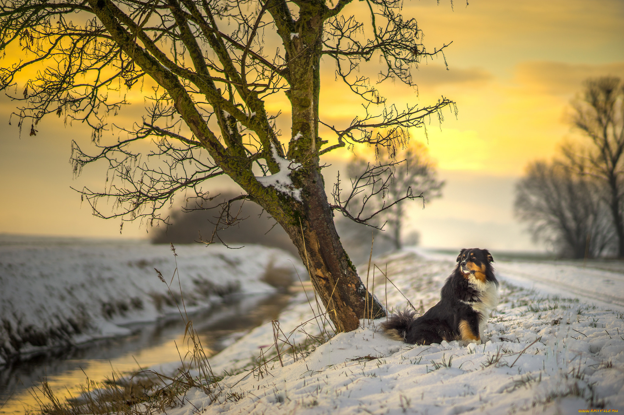 животные, собаки, winter, road, sunlight, canine, australian, shepherd, sunset, tree, sun, dog, river, snow