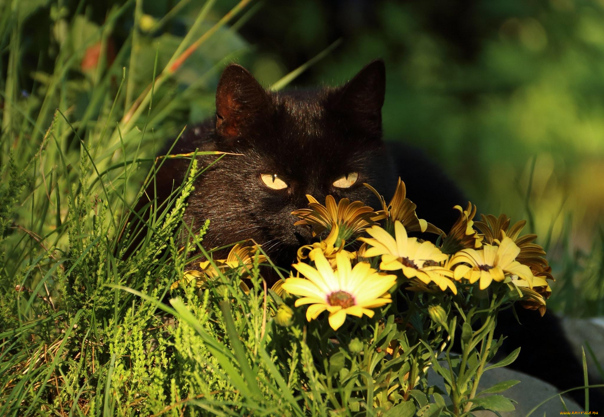 животные, коты, черный, цветы, трава, кот