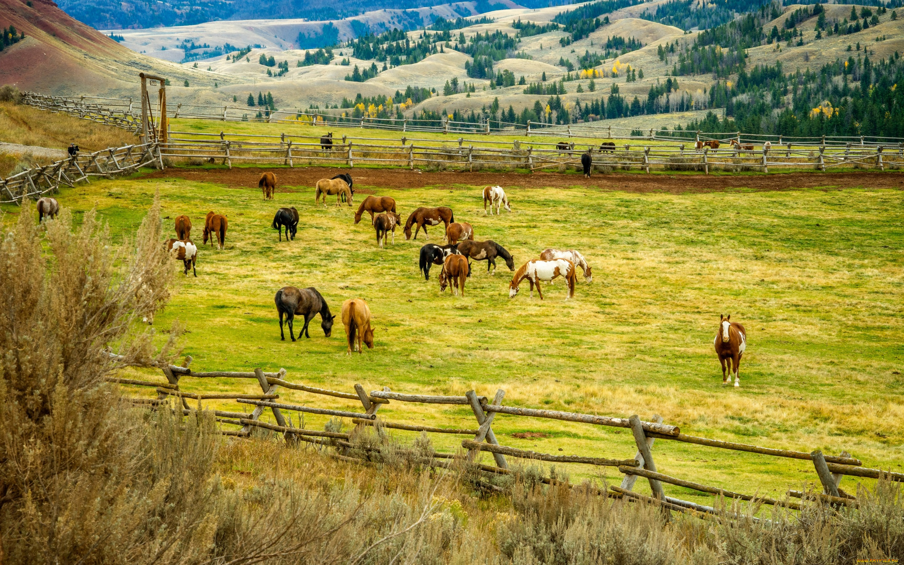 природа животные козы трава забор без смс