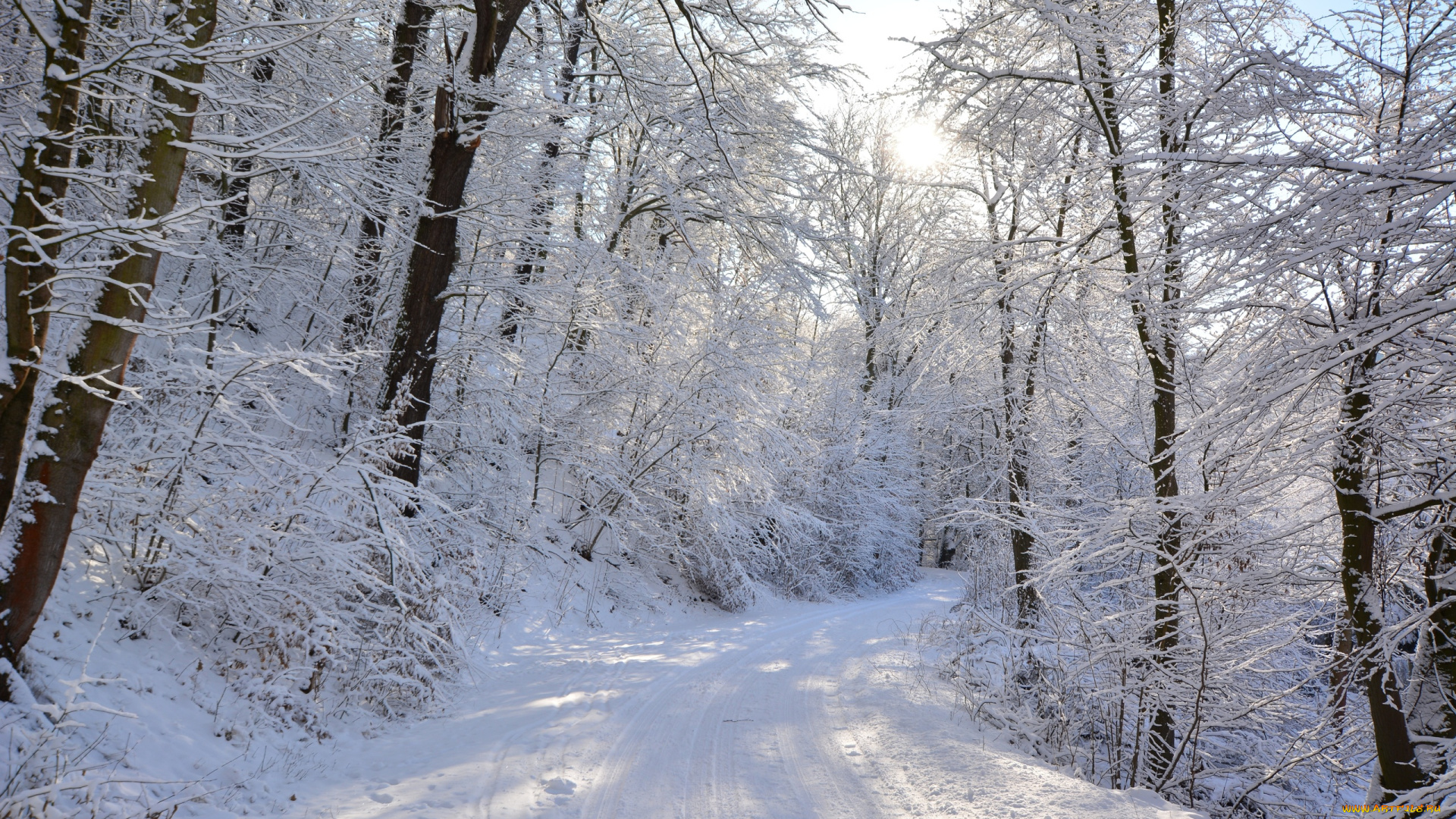 природа, дороги, деревья, лес, снег, зима