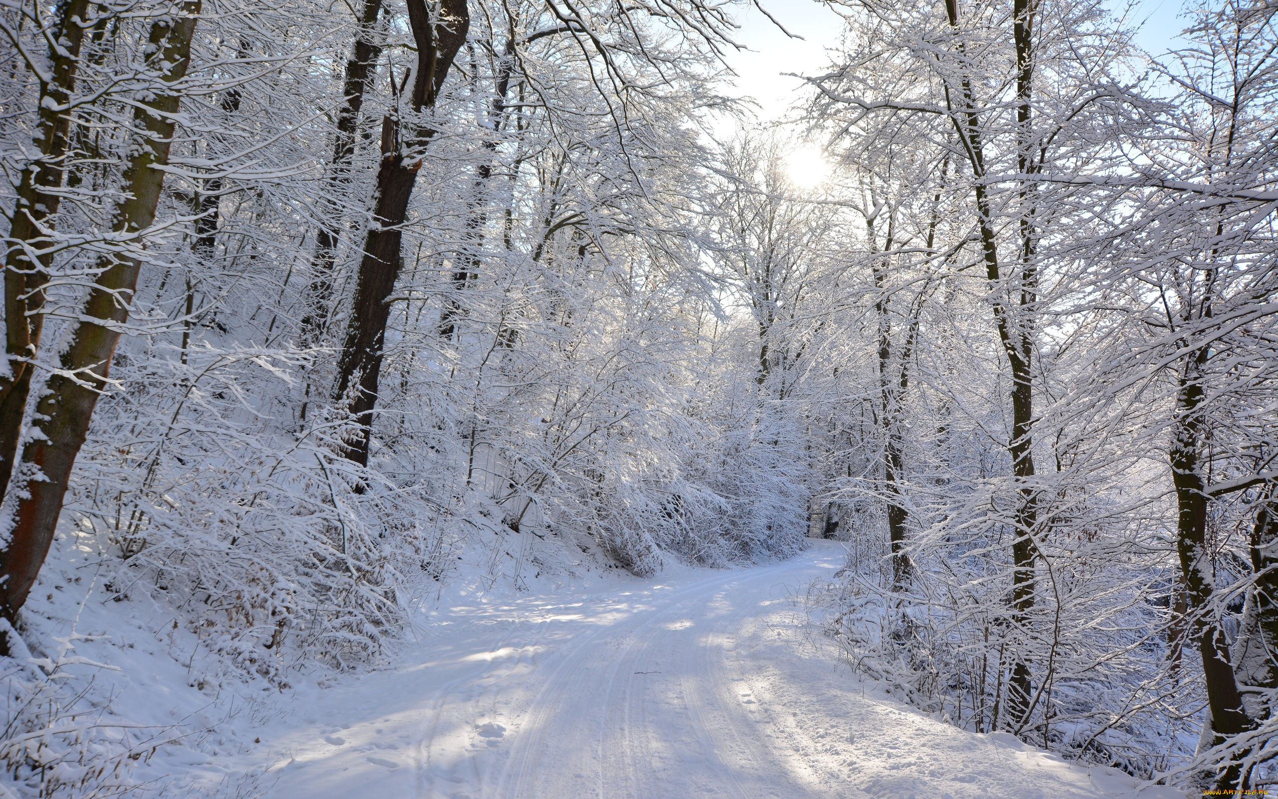 природа, дороги, деревья, лес, снег, зима