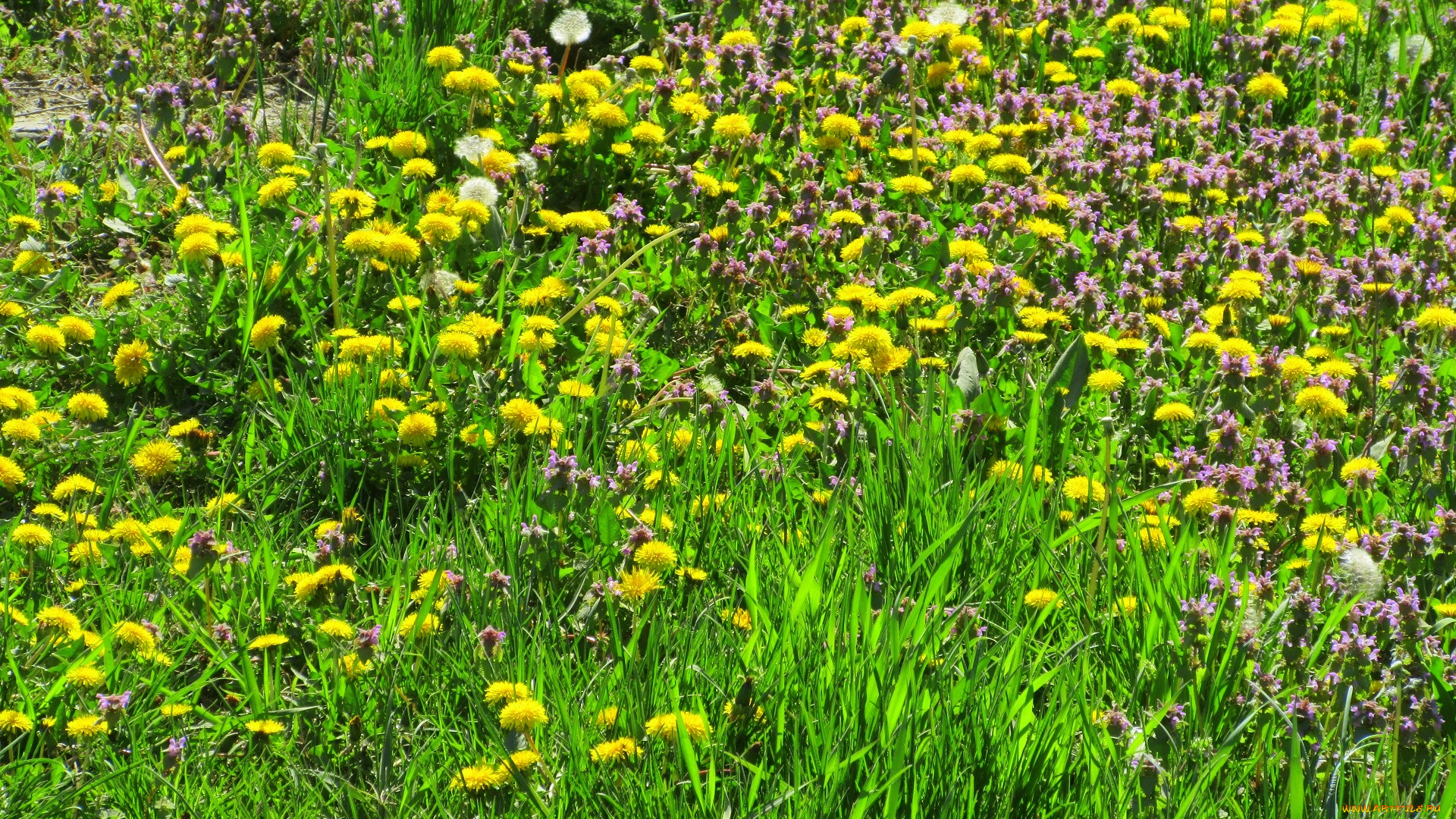 цветы, луговые, , полевые, , цветы, весна, 2018, апрель