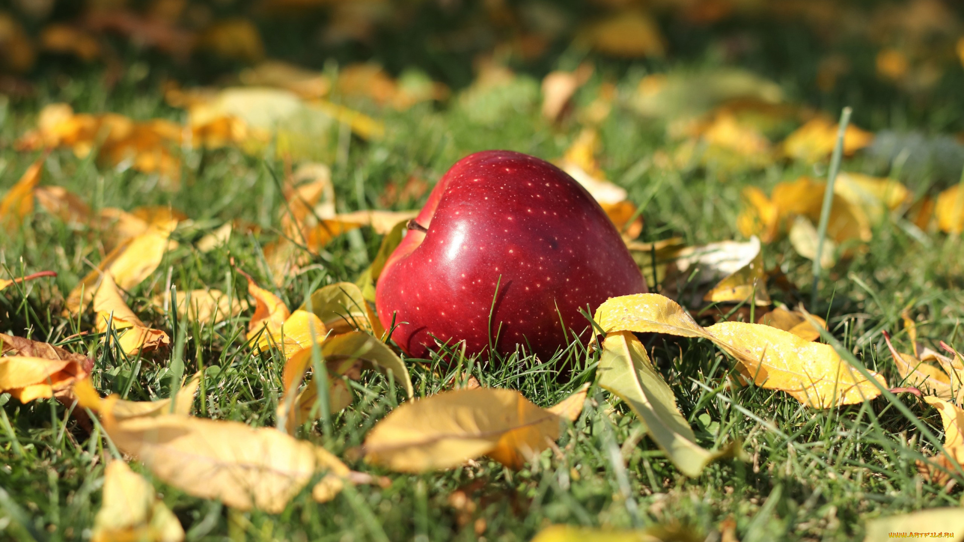 еда, яблоки, трава, яблоко, листья, осень