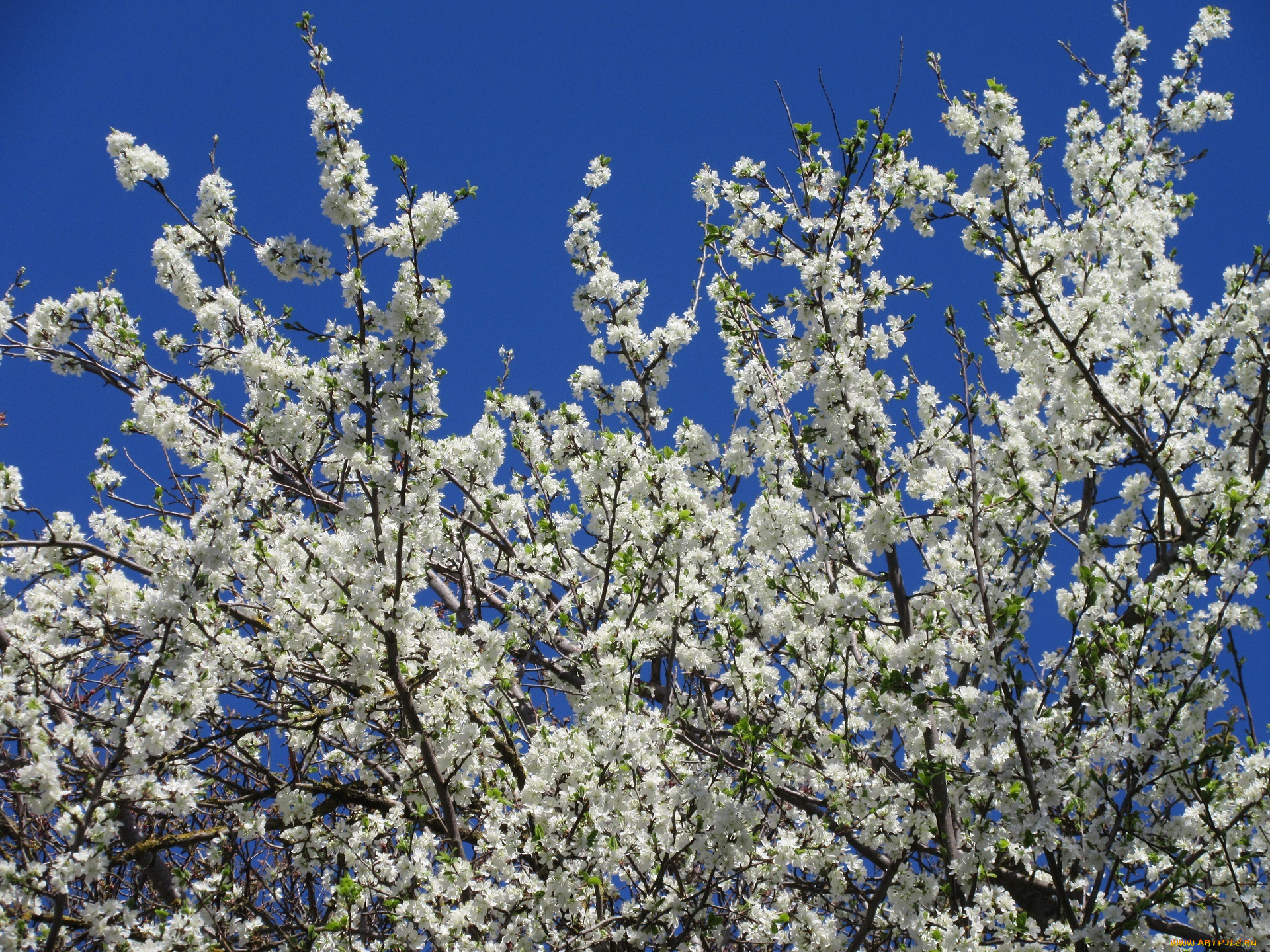 цветы, цветущие, деревья, , , кустарники, весна, 2018, апрель