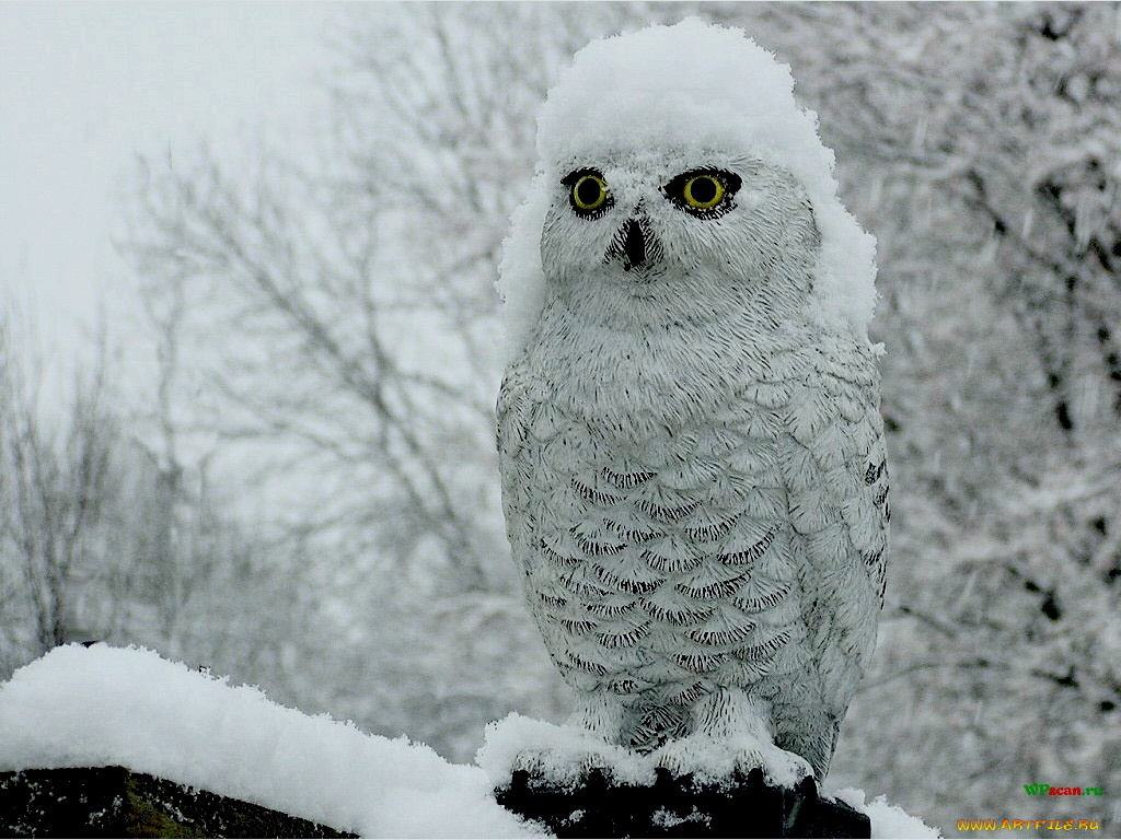 животные, совы