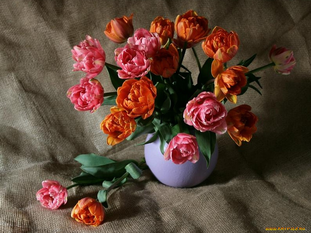 клариса, тюльпаны, цветы