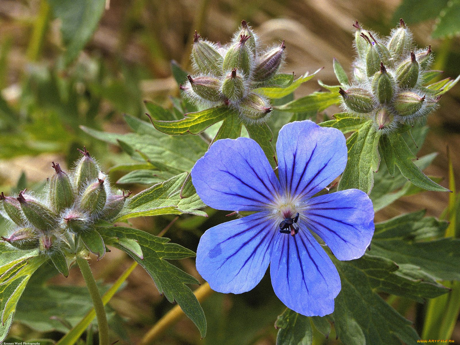 northern, geranium, alaska, цветы, герань