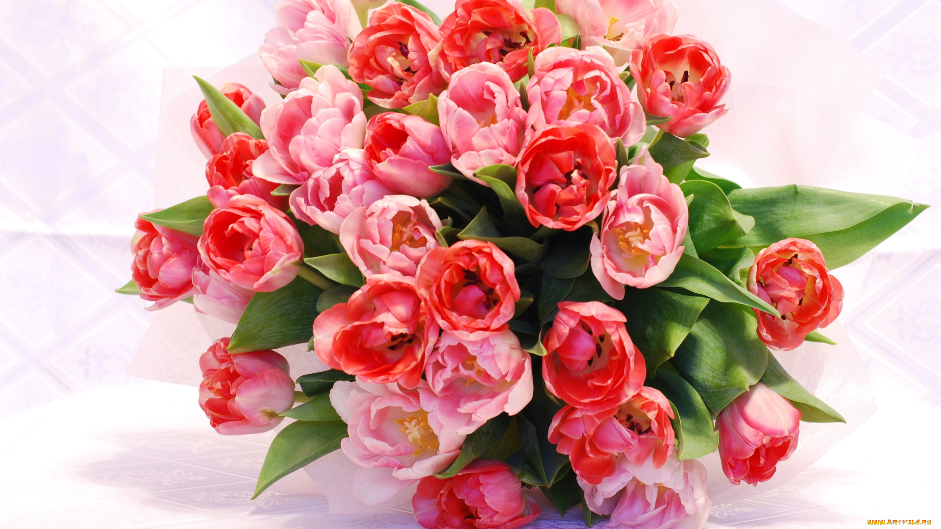 цветы, тюльпаны, розовый