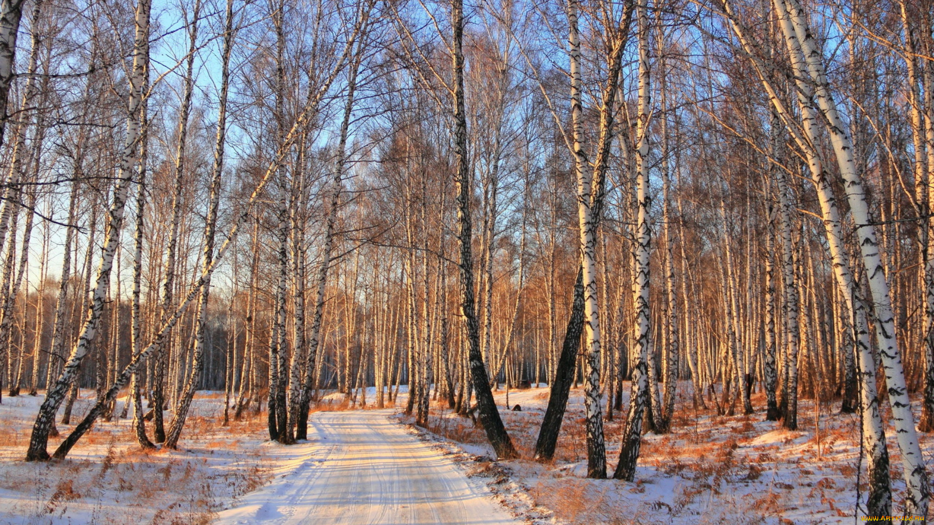 природа, дороги, лес, зима, деревья, берёзы, роща, снег