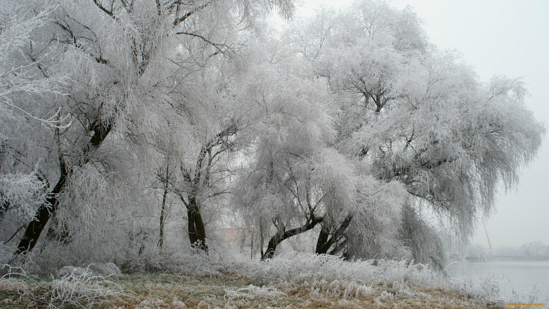 природа, зима, деревья, иней