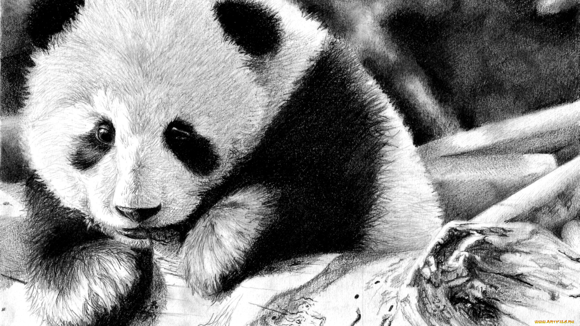 рисованные, животные, панды, панда, коряга