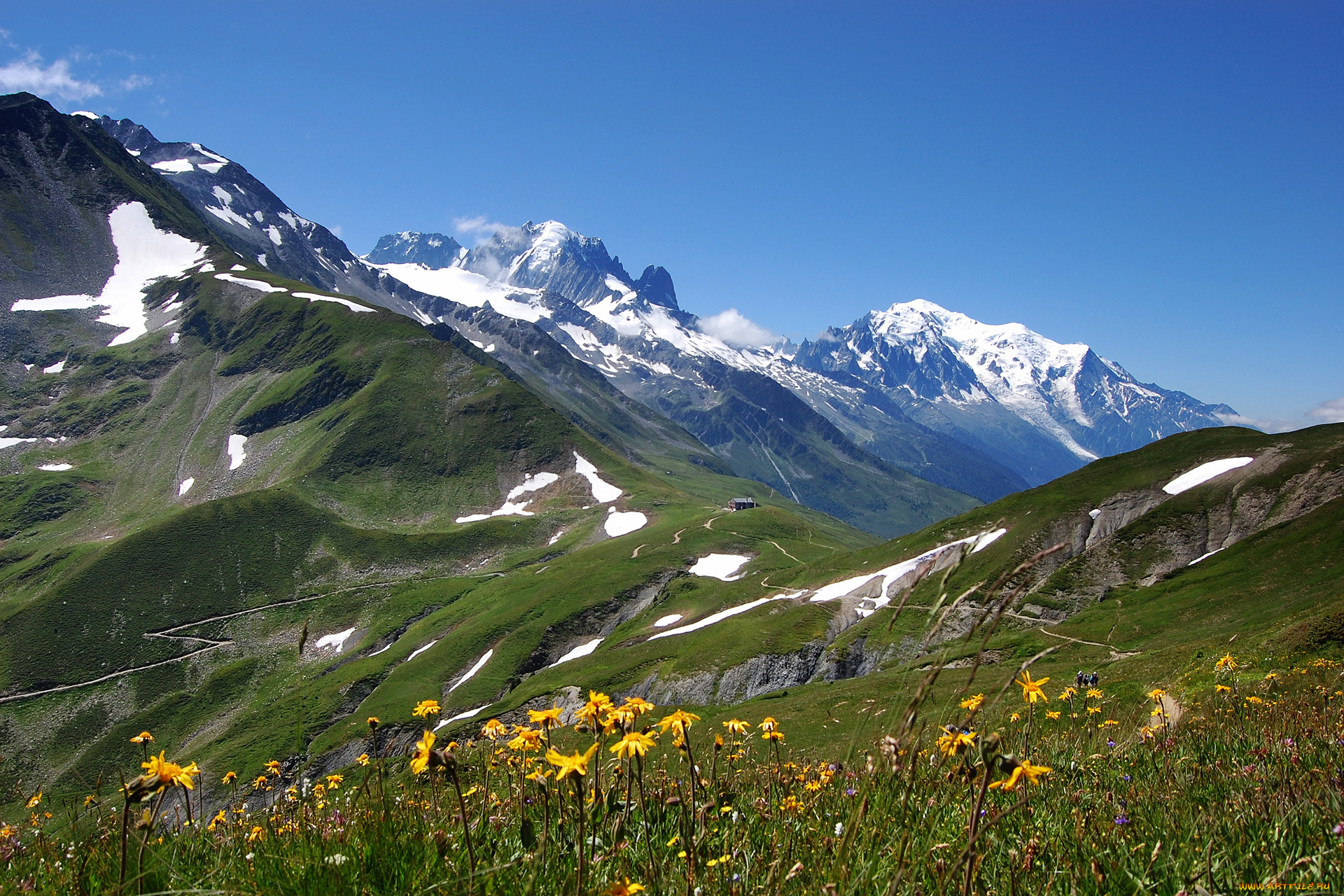 природа, горы, alps, цветы, альпы