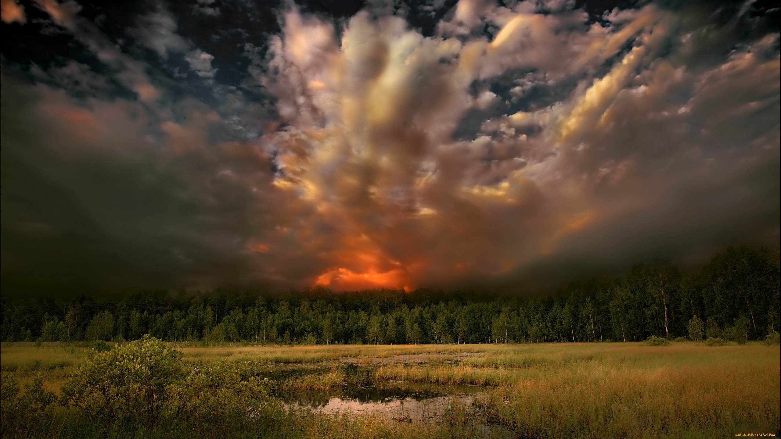 закат лес поле небо облака загрузить