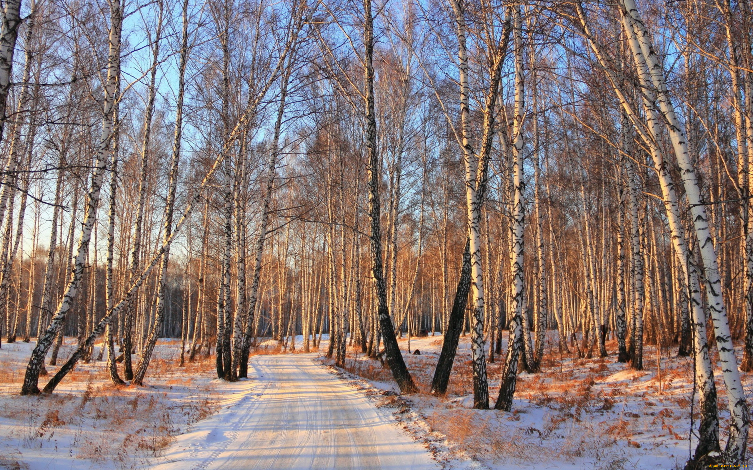 природа, дороги, лес, зима, деревья, берёзы, роща, снег