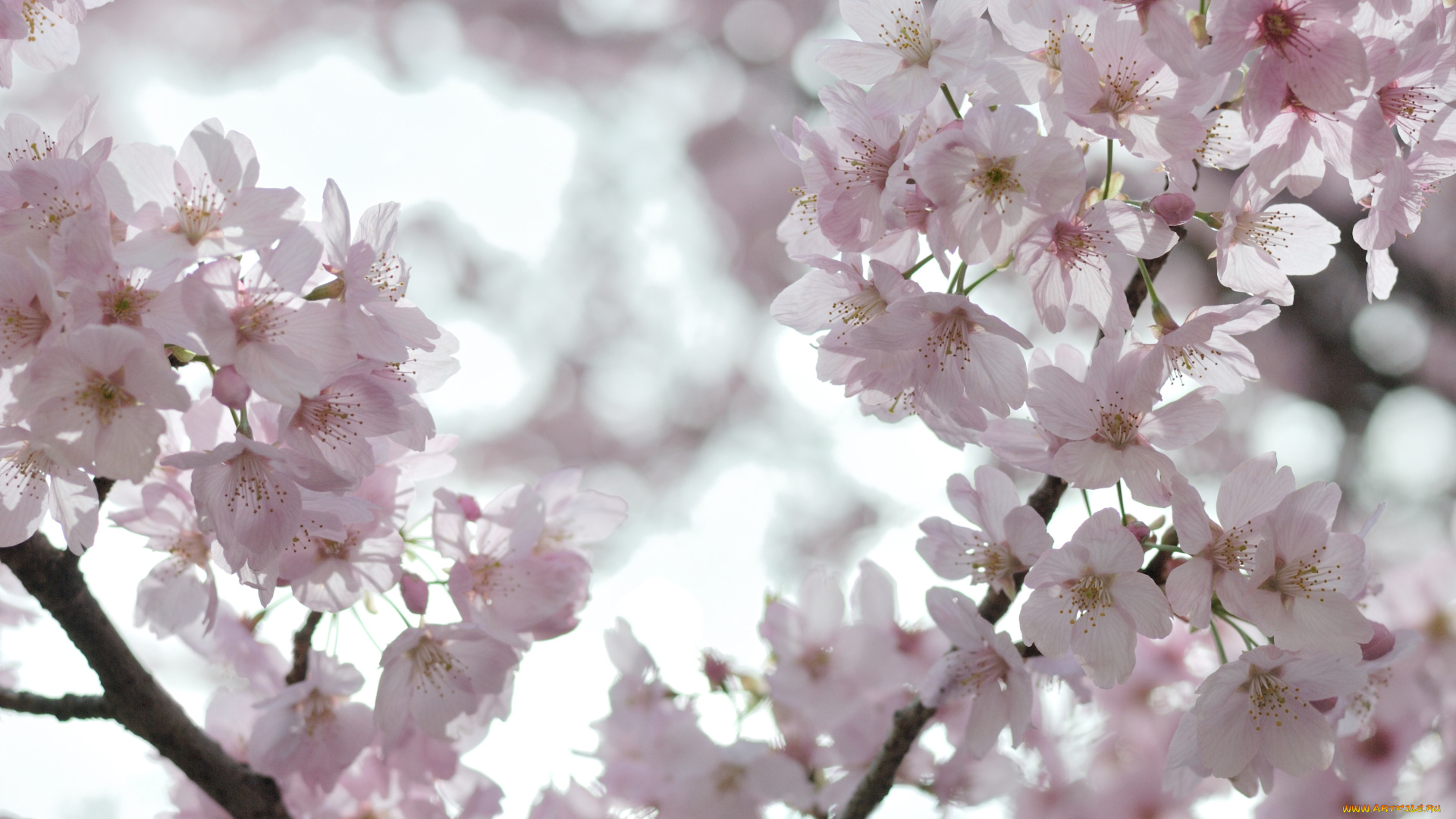 цветы, сакура, вишня, весна, дерево, ветки, цветение