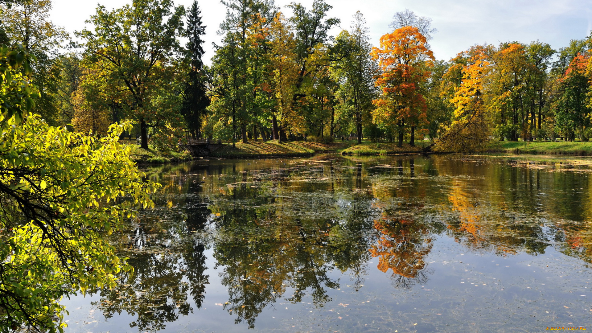 парк, петербурга, природа, деревья, пруд