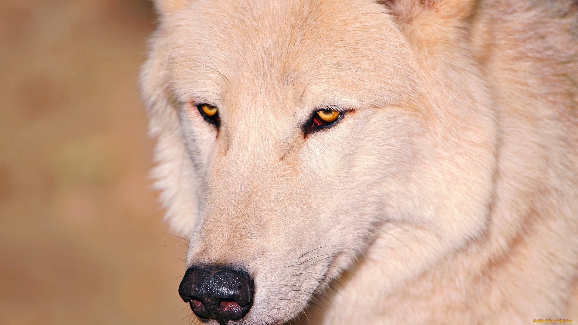 животные, волки, глаза, белый, волк, нос