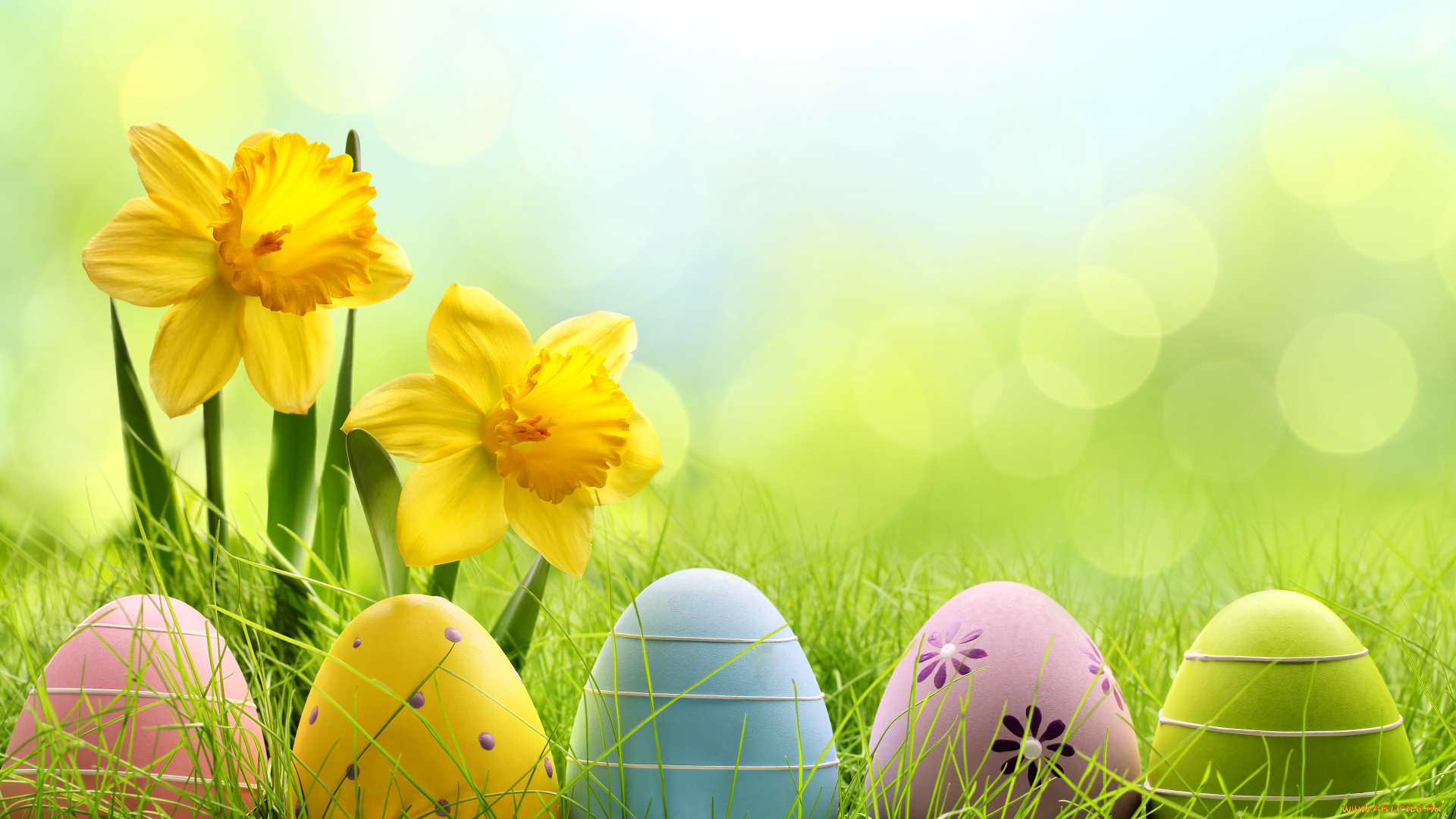 праздничные, пасха, easter, цветы, яйца, трава, meadow, grass, flowers, eggs, daffodils, весна, sunshine, spring, нарциссы, луг