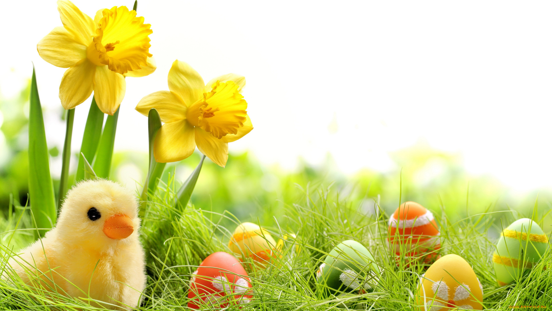 праздничные, пасха, трава, крашеные, нарциссы, spring, яйца, chik, springer, easter, grass, цветы, весна, colorful, daffodils, flowers, eggs