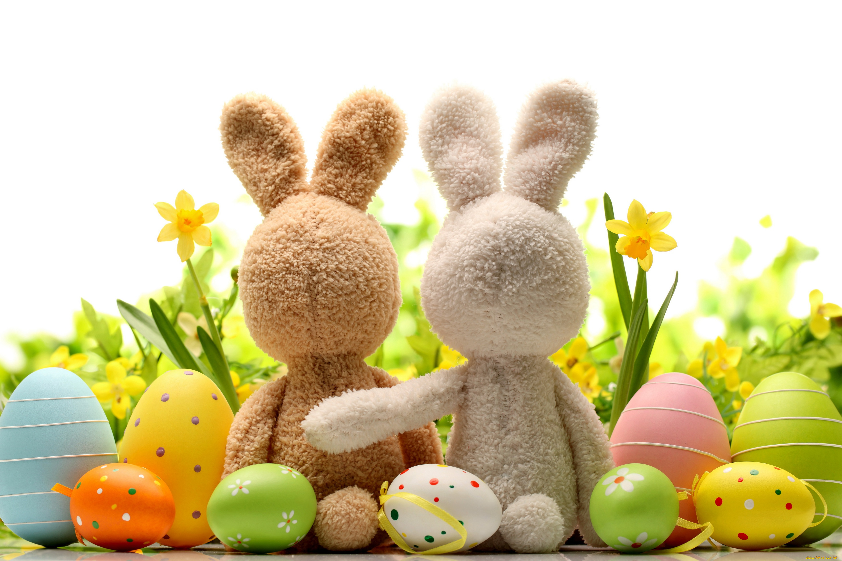 праздничные, пасха, grass, яйца, нарциссы, daffodils, цветы, трава, весна, flowers, eggs, кролик, spring, easter, bunny