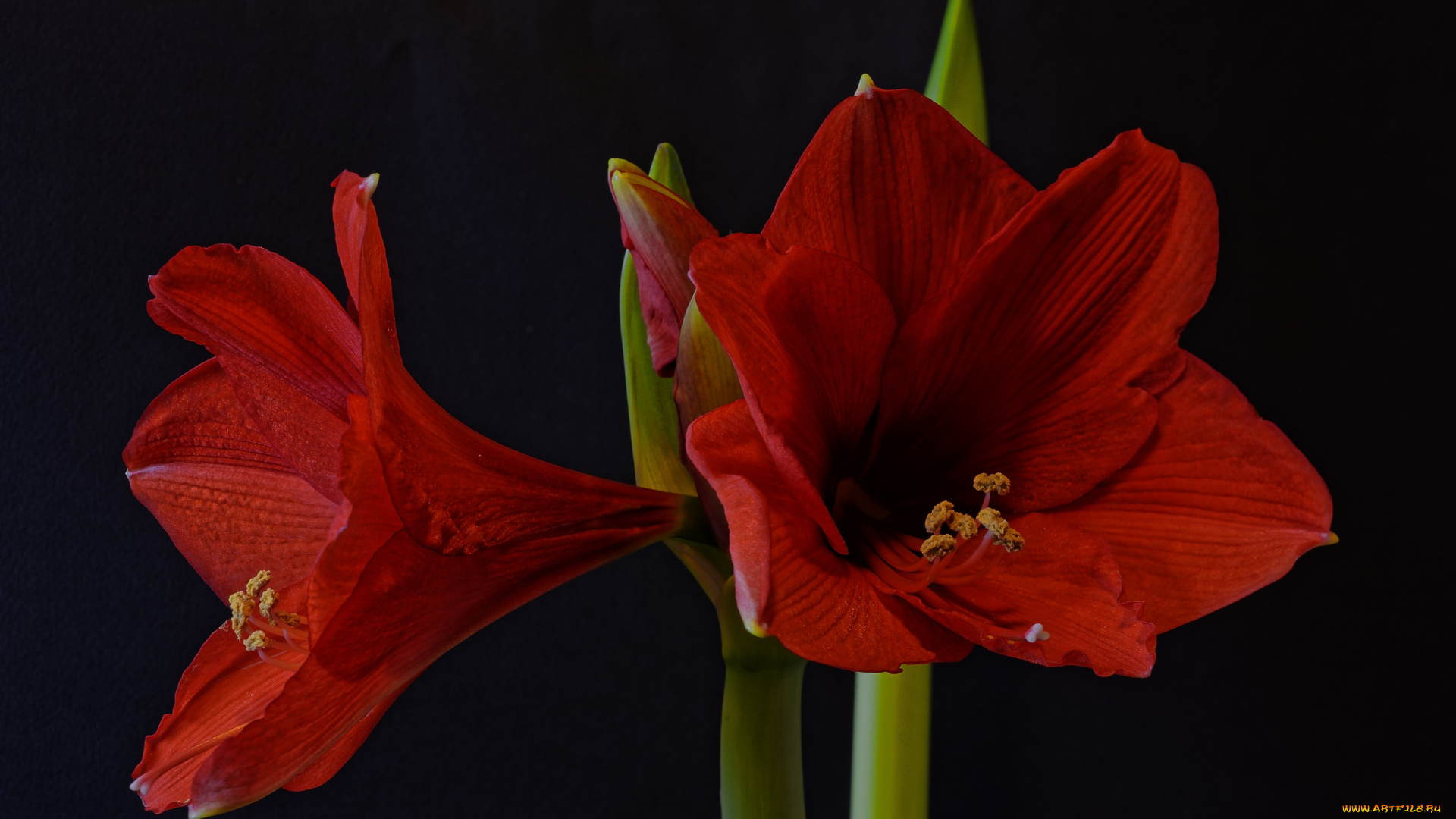 amaryllis, цветы, амариллисы, , гиппеаструмы, цветок