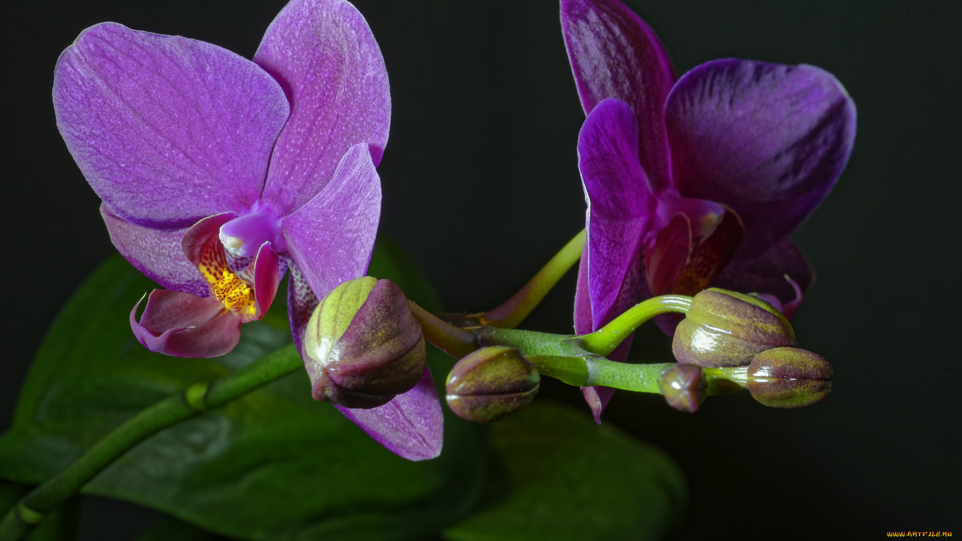 phaleonopsis, цветы, орхидеи, цветок
