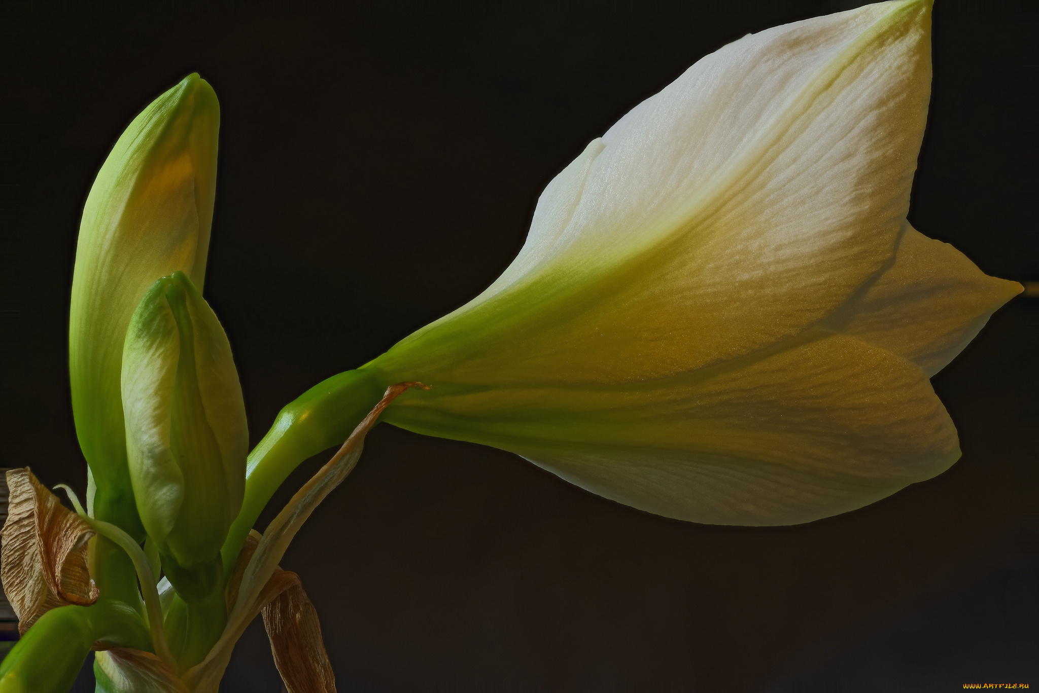 amaryllis, цветы, амариллисы, , гиппеаструмы, цветок