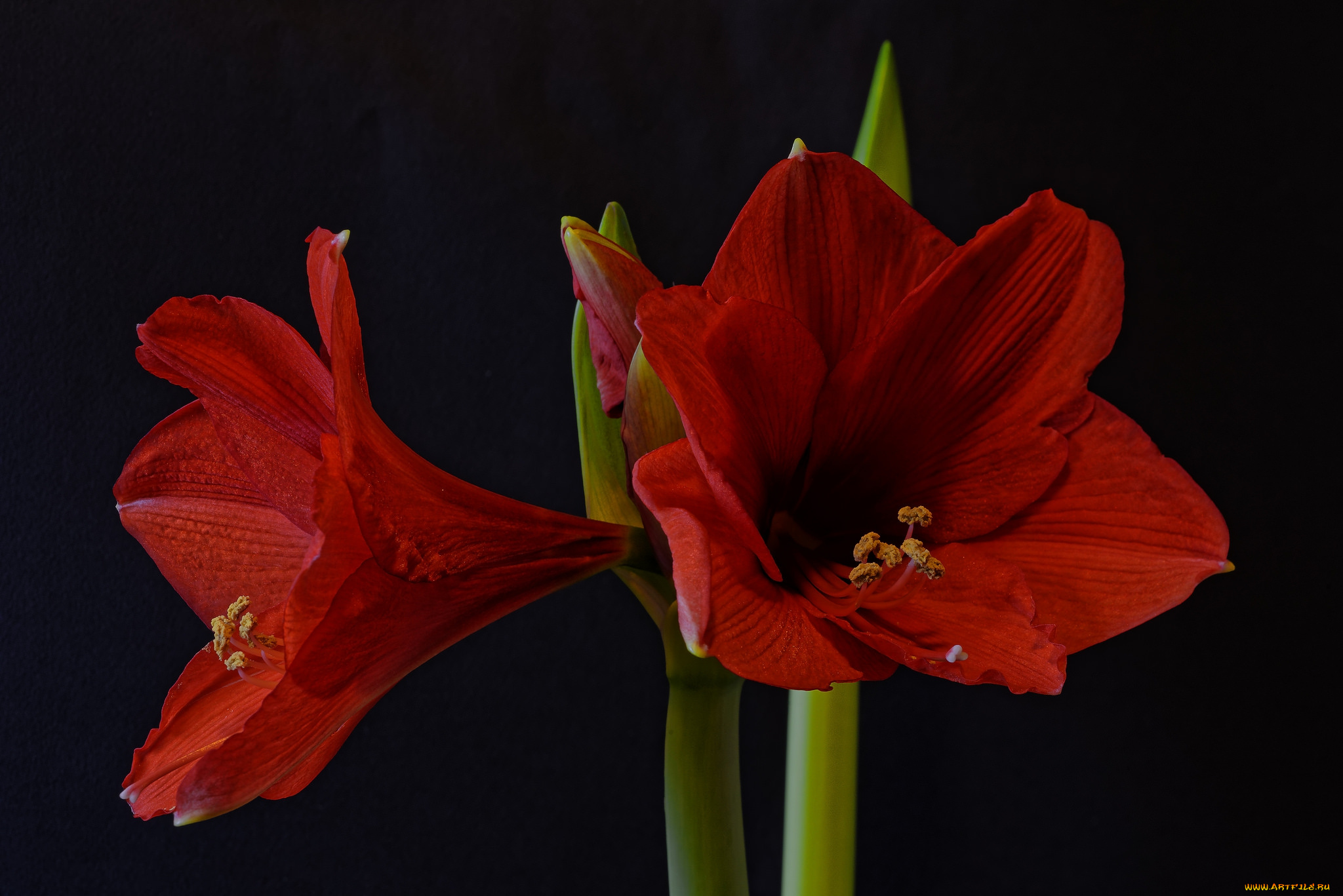 amaryllis, цветы, амариллисы, , гиппеаструмы, цветок