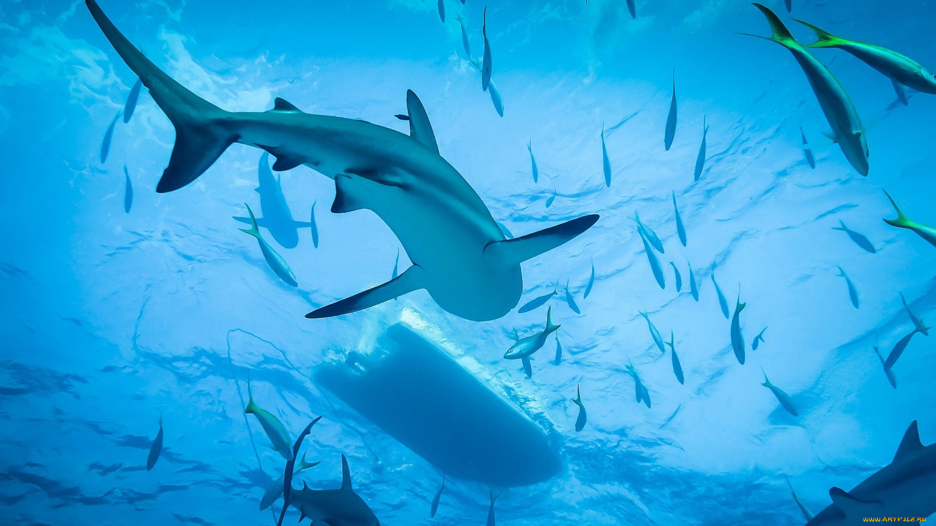 животные, акулы, подводный, мир, океан, море, хищник, рыбы, жор, охота, shark