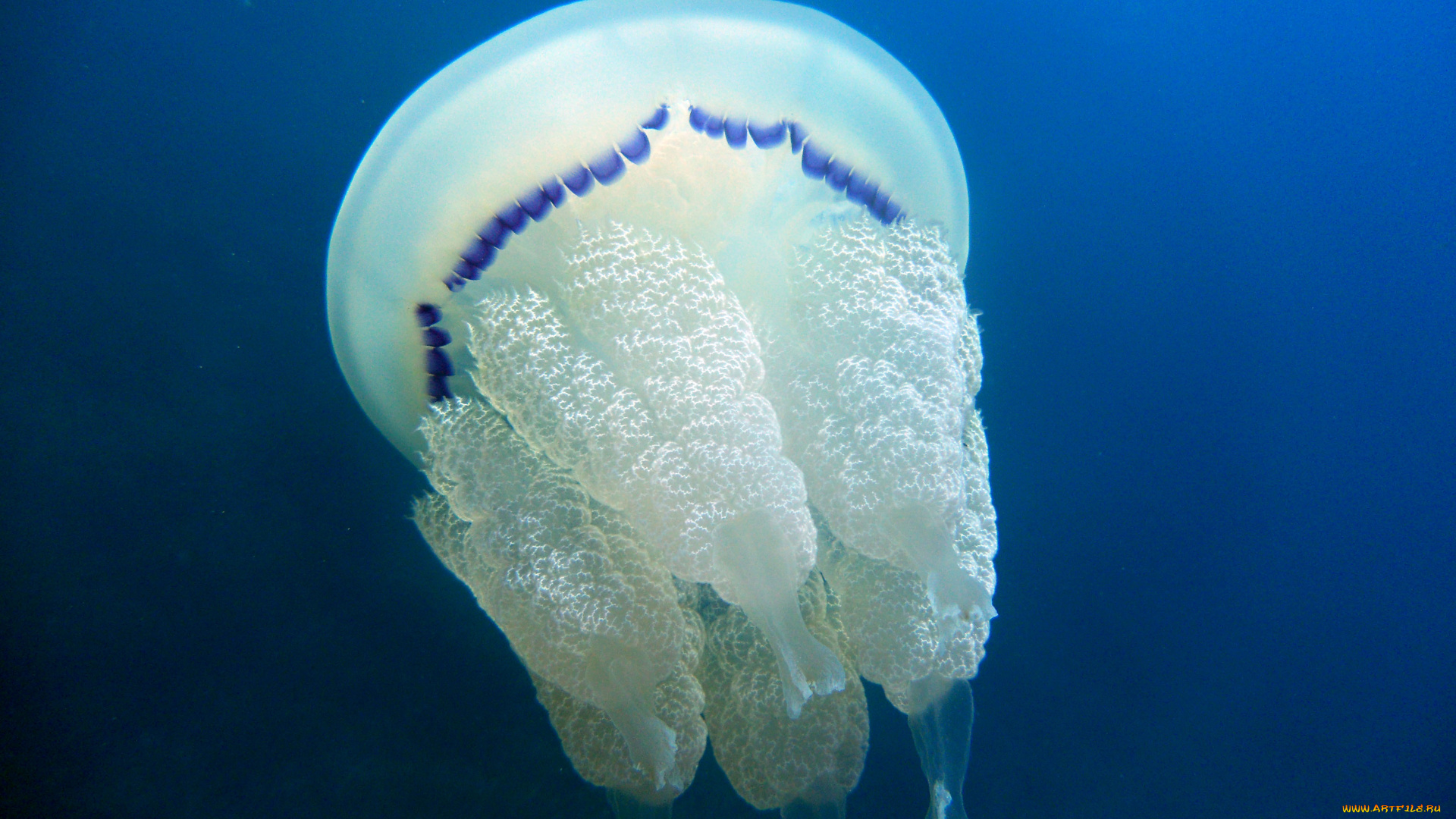 животные, медузы, медуза, океан, море, подводный, мир