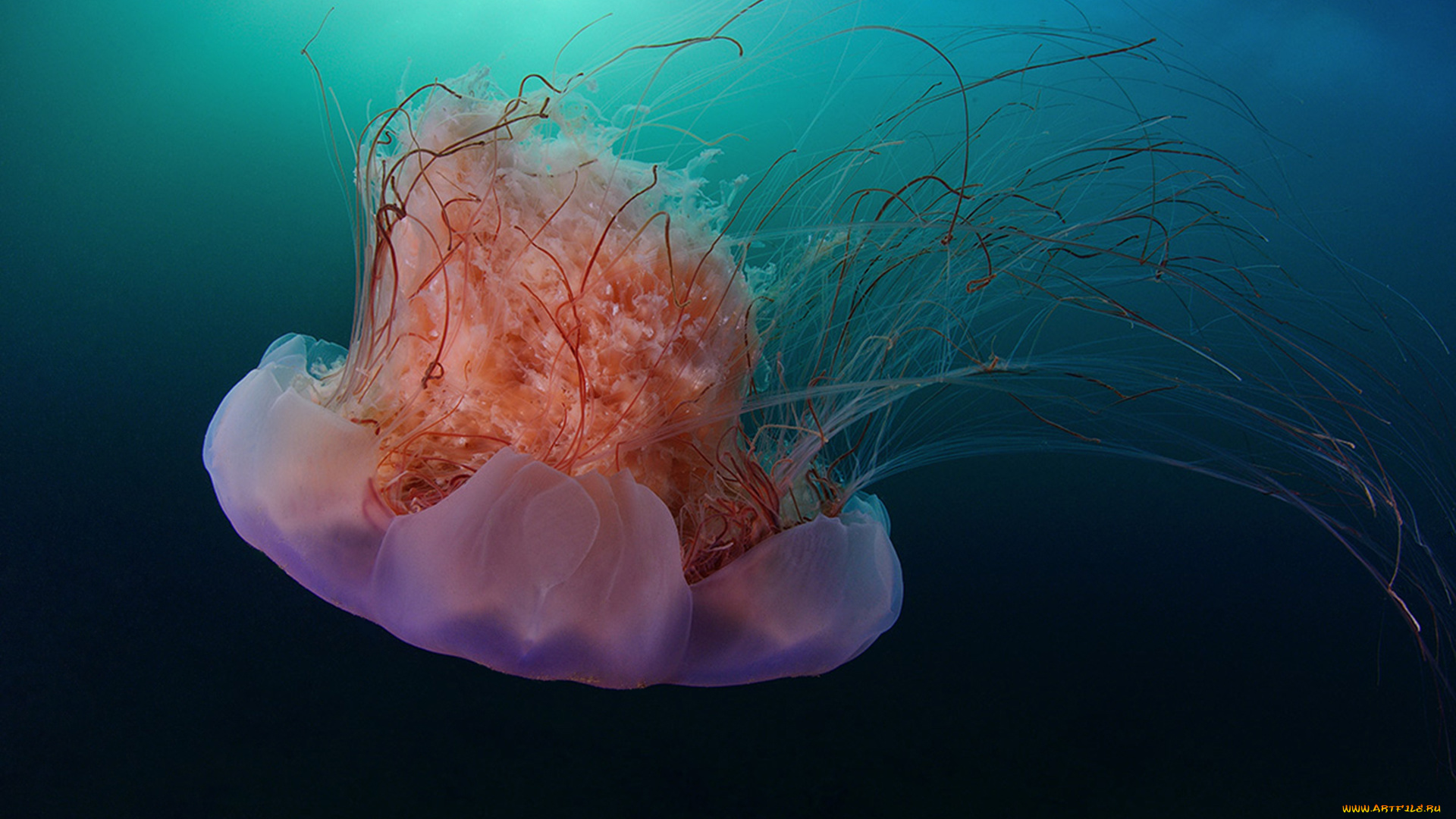 животные, медузы, океан, медуза, подводный, мир, море