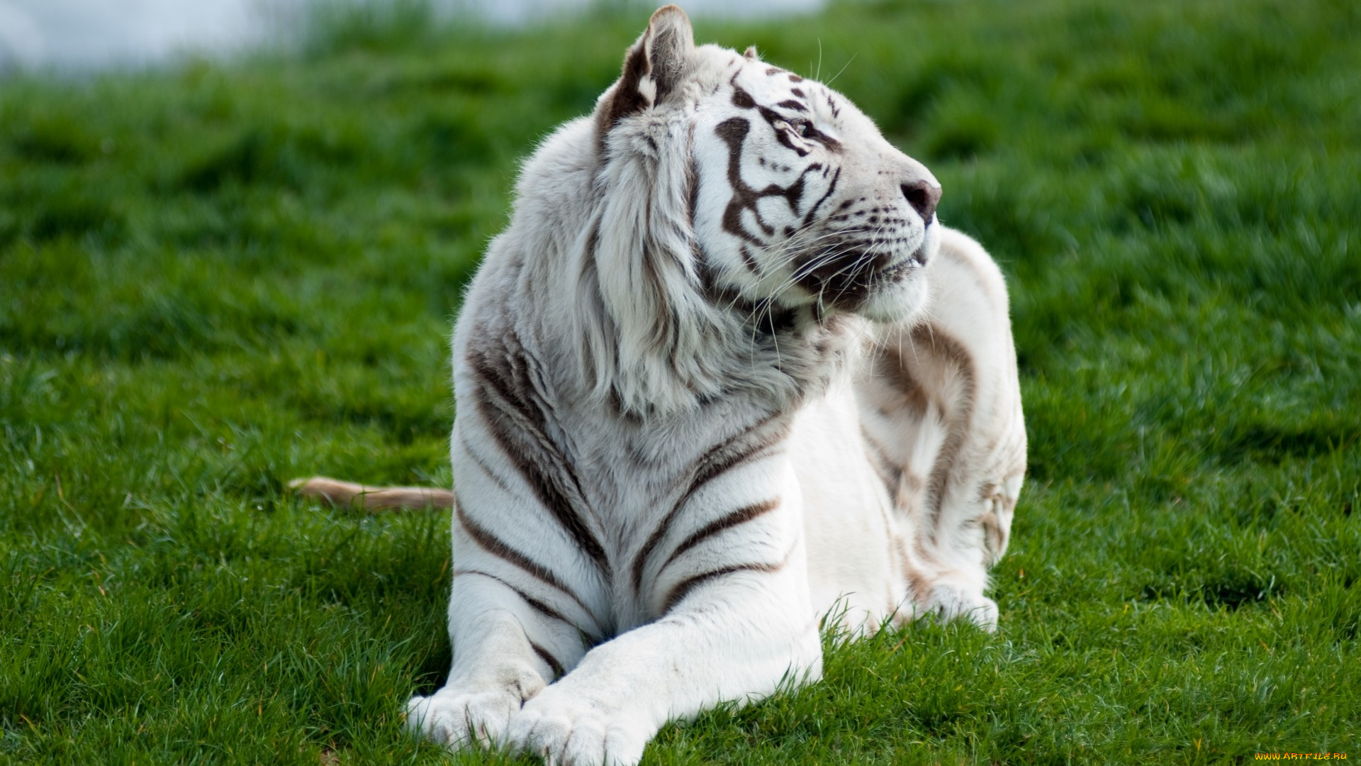 животные, тигры, тигр, белый, трава, хищник