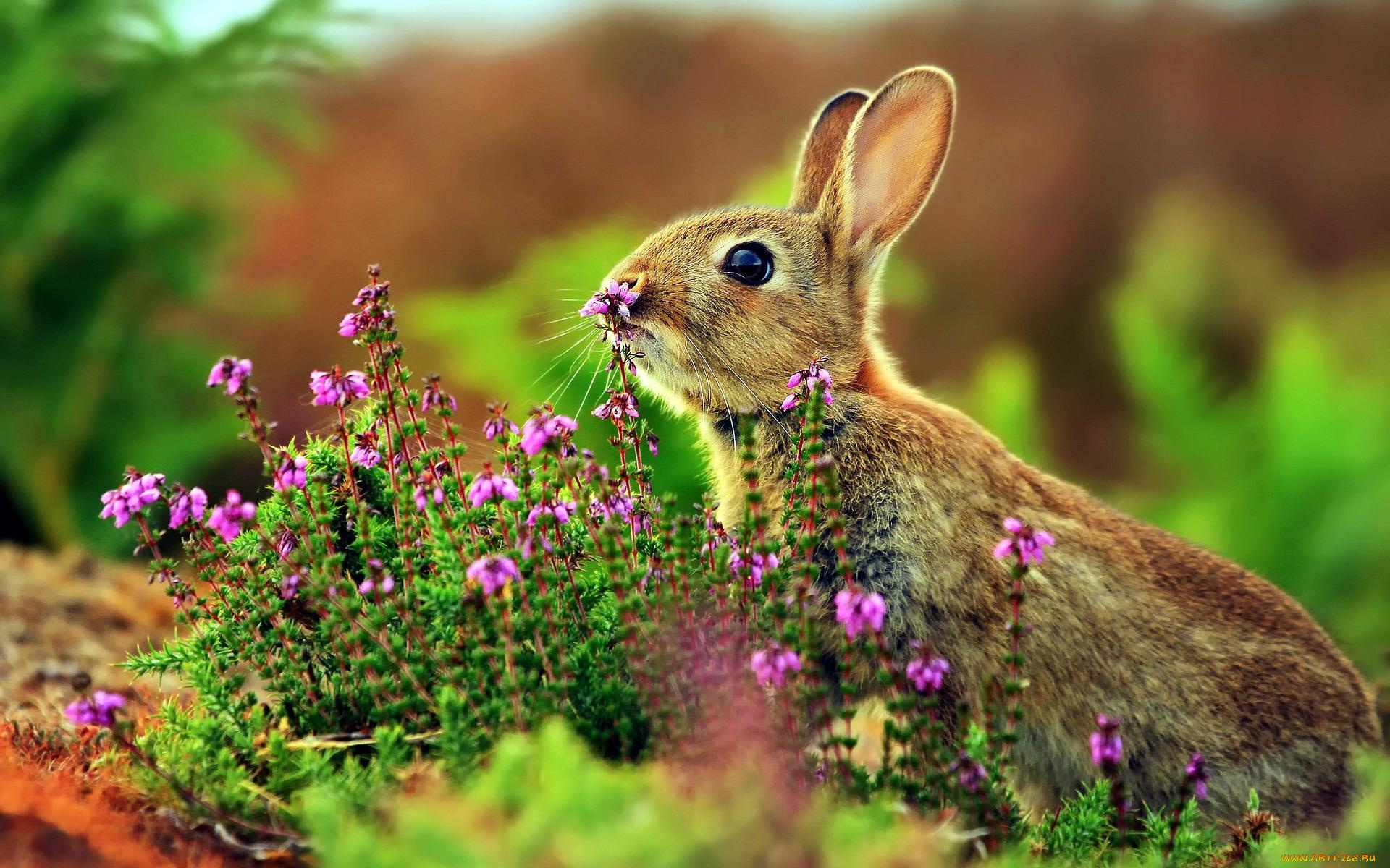 животные, кролики, , зайцы, поляна, цветы, заяц